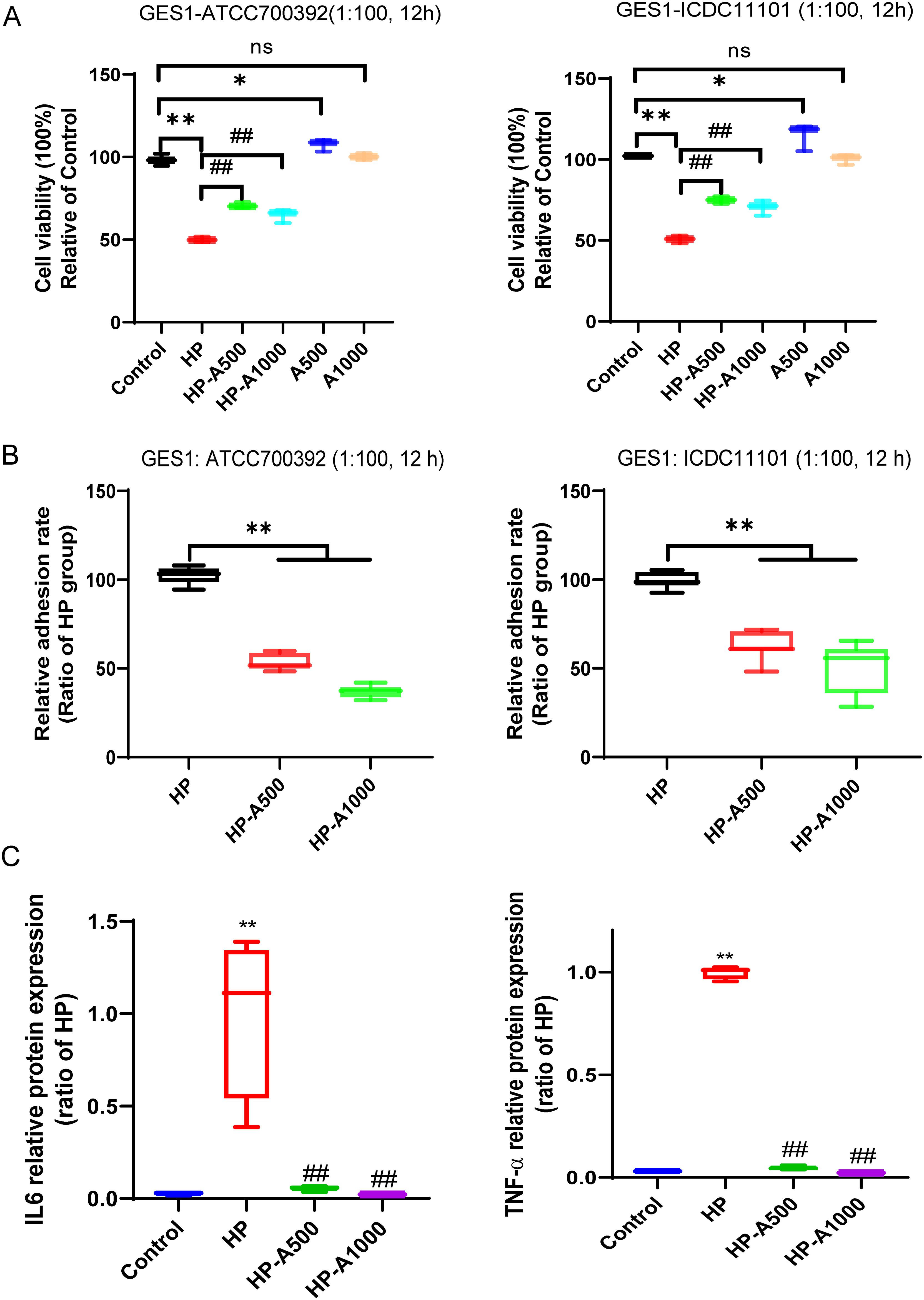 Charts labeled A, B, and C show experimental data for GES1 cells at 1:100 dilution over 12 hours. Chart A shows cell viability relative to control; Chart B displays adhesion rates compared to HP groups; Chart C presents IL6 and TNF-α protein expression ratios. Significant differences are noted with asterisks and hash symbols.