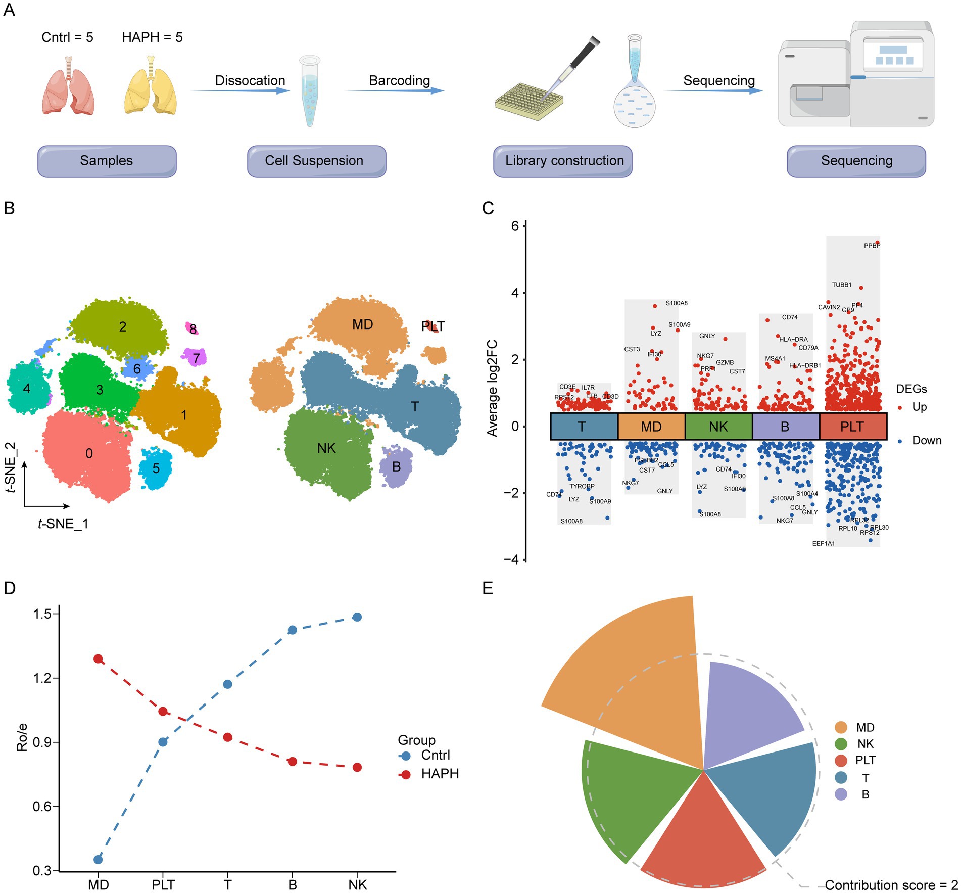 A: Diagram showing experimental workflow from lung sample collection (control and HAPH) to sequencing. B: labeled by clusters and cell type. C: Bar graph of average log fold change (logFC) in gene expression, highlighting significantly upregulated and downregulated genes (DEGs) across cell types (T, MD, NK, B, PLT). D: Ro/E ratio quantification of cellular composition differences between HAPH and Control groups.