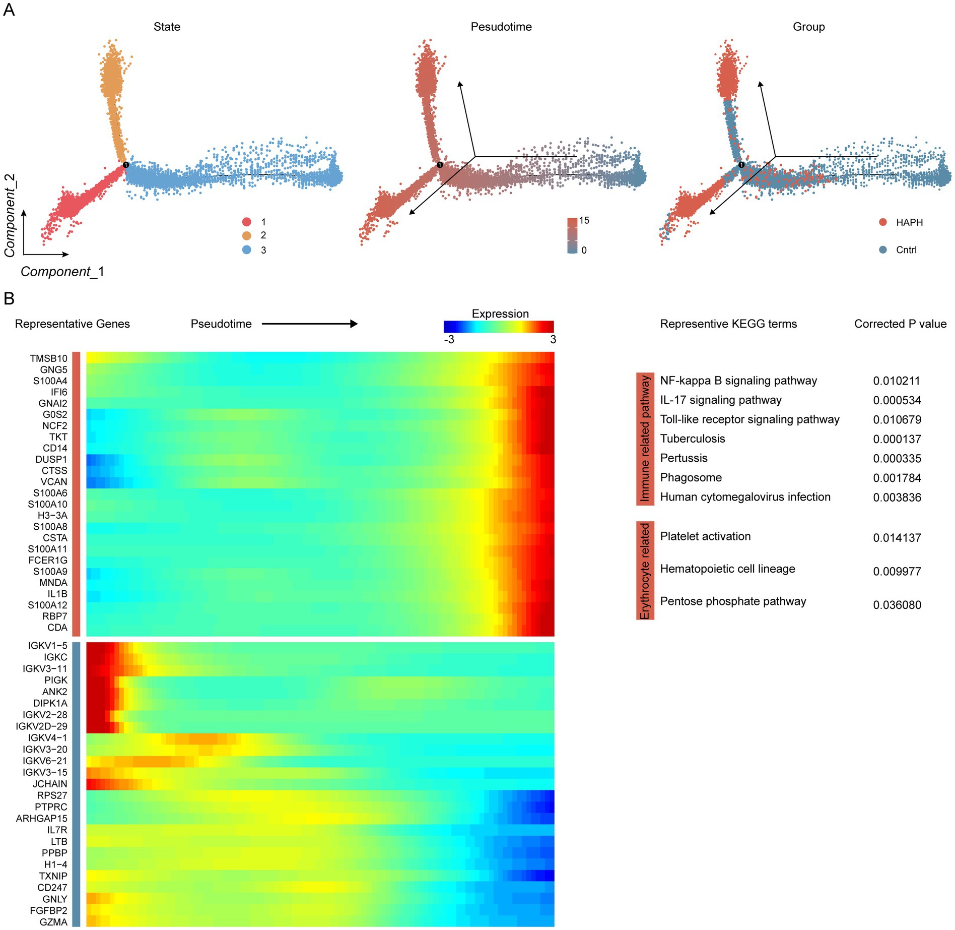 Graphical analysis of gene expression data. Part A presents three scatter plots showing cell clusters by state, pseudotime, and group. Color gradients indicate expression levels, with separate legends for state and group. Part B features a heatmap of representative genes versus pseudotime, with expression levels from -3 to 3. A table lists KEGG pathways related to immune and erythrocyte functions, with associated corrected p-values.