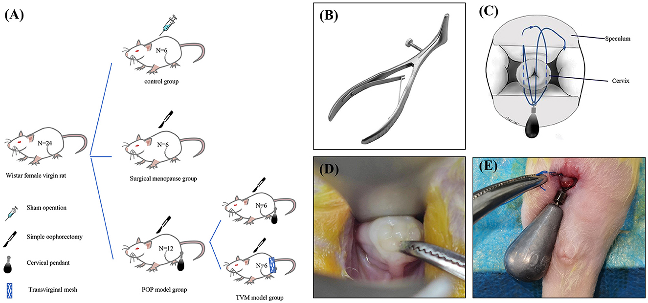(A) Diagram of experimental groups with Wistar female virgin rats categorized into control, surgical menopause, POP model, and TVM model groups, each with specific procedures. (B) Illustration of a speculum tool. (C) Diagram showing the speculum's insertion with labeled cervix. (D) Close-up of a surgical procedure on a rat cervix. (E) Image of a transvaginal mesh procedure on a rat.