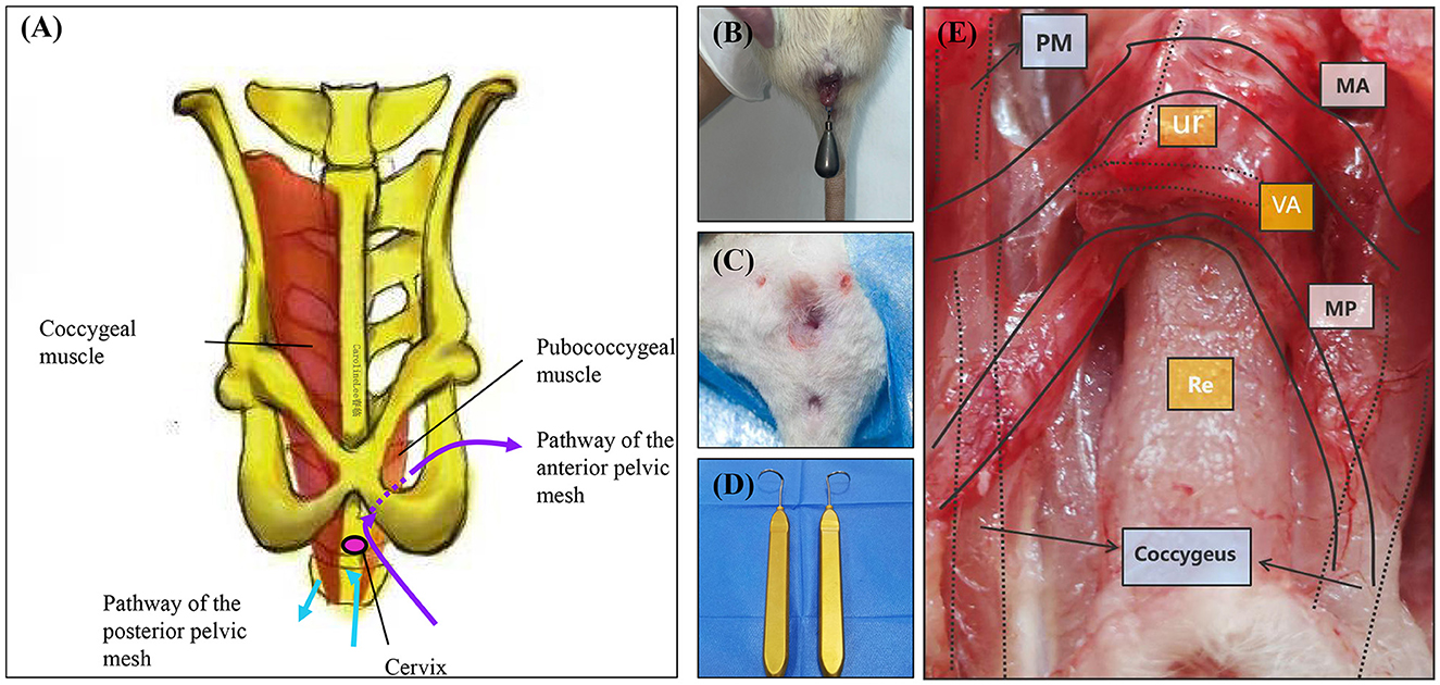 (A) Anatomical diagram of pelvic muscles showing coccygeal and pubococcygeal muscles with pathways of pelvic mesh. (B) Close-up of a tool inserted in an animal model. (C) Surgical site on an animal, showing stitches. (D) Two surgical tools with hook ends. (E) Surgical exposure of muscle layers with labeled areas PM, UF, VA, Re, and Coccygeus.