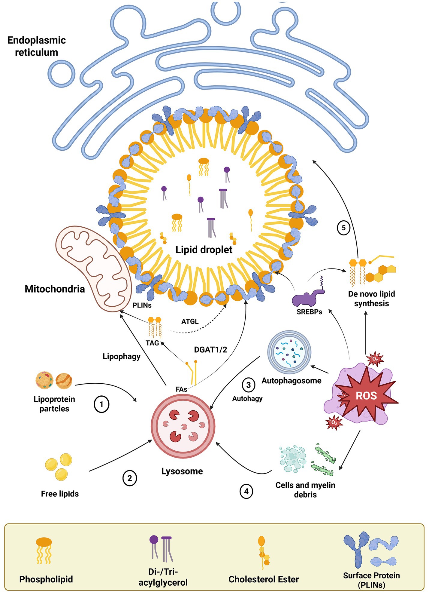 Diagram illustrating lipid droplet dynamics, with components like the endoplasmic reticulum, mitochondria, lysosome, and autophagosome. It depicts processes such as lipophagy, de novo lipid synthesis, and the role of reactive oxygen species (ROS). Legend identifies phospholipids, di-/tri-acylglycerol, cholesterol ester, and surface proteins.