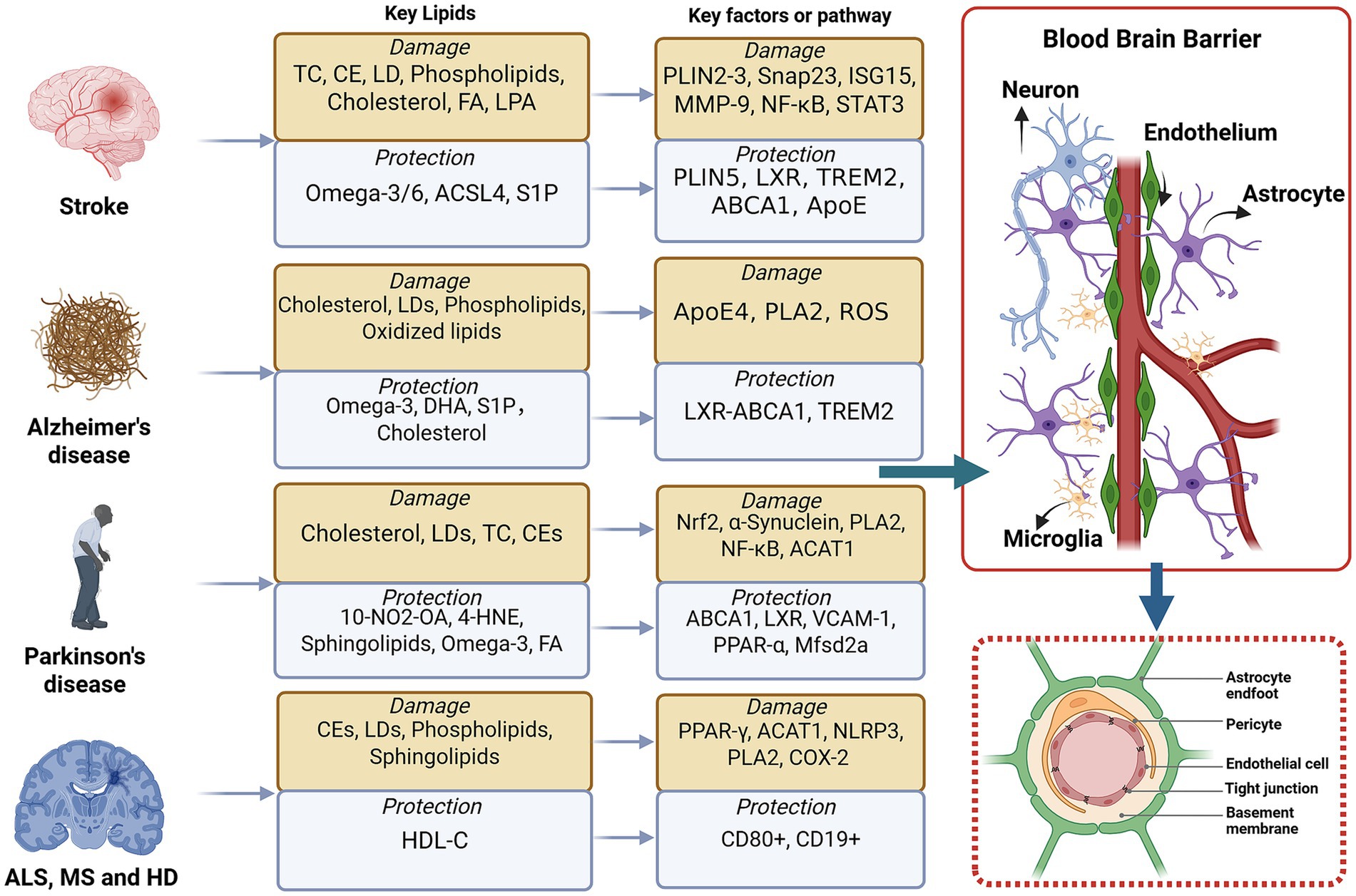 Diagram showing the effects of lipids on neurological diseases and the blood-brain barrier. The diseases include stroke, Alzheimer's, Parkinson's, ALS, MS, and HD. Key lipids and pathways are listed under damage and protection for each condition. A graphic of the blood-brain barrier illustrates its components: neuron, endothelium, astrocyte, microglia, and a detailed view of astrocyte endfoot, pericyte, endothelial cell, tight junction, and basement membrane.
