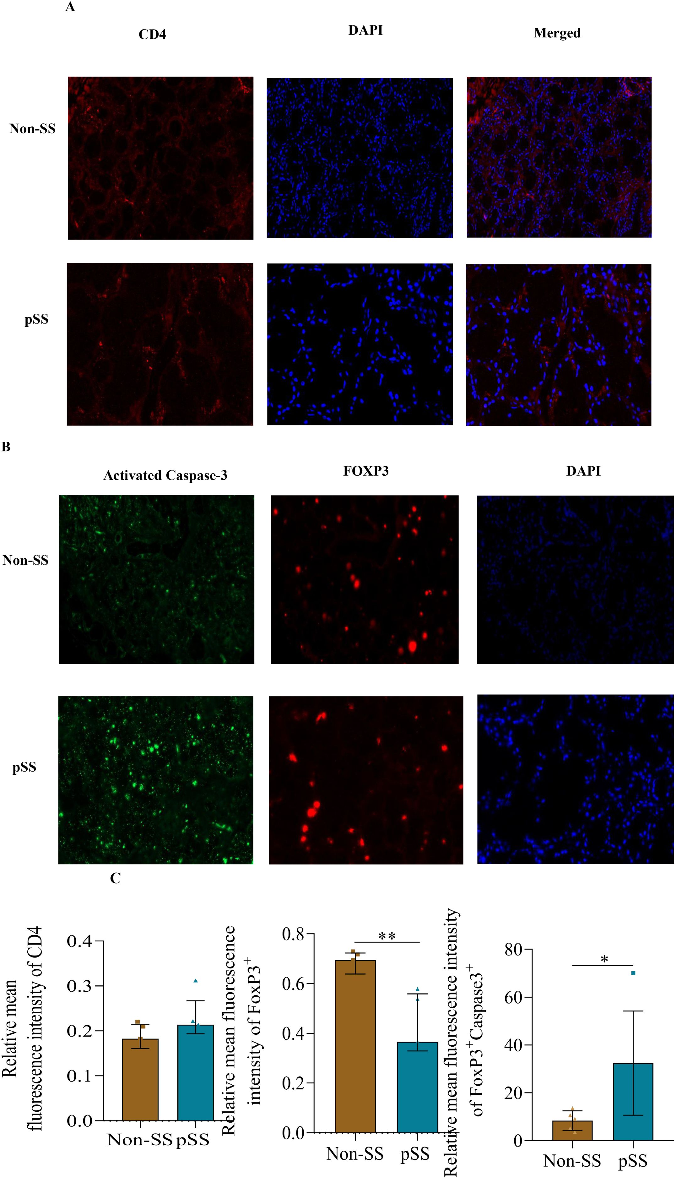Fluorescence microscopy images showing CD4 and DAPI staining in Non-SS and pSS tissues. Subpanel A includes images of CD4 and DAPI, and their merged forms, while subpanel B shows Activated Caspase-3, FOXP3, and DAPI in Non-SS and pSS samples. Subpanel C presents bar graphs comparing relative mean fluorescence intensities for CD4, FOXP3, and Caspase-3 between Non-SS and pSS, with significant differences indicated.