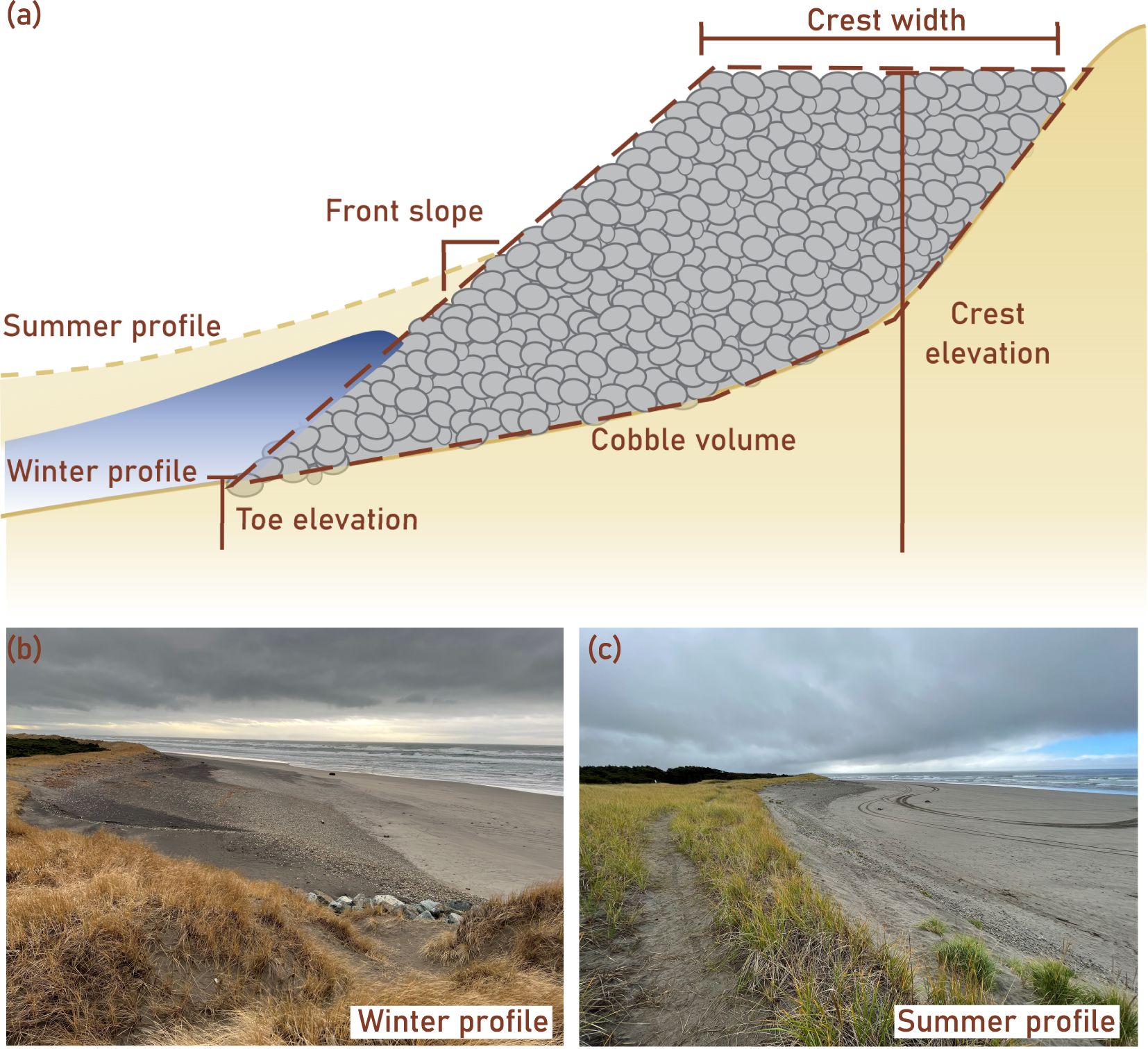 Diagram (a) shows a cross-section of a dynamic revetment with labeled features: summer and winter sand profiles, front slope, toe elevation, crest width, crest elevation, and cobble volume. Photo (b) depicts a winter profile of a dynamic revetment with more exposed cobbles. Photo (c) shows a summer profile of a dynamic revetment with a gently sloping sandy beach covering part of the dynamic revetment.
