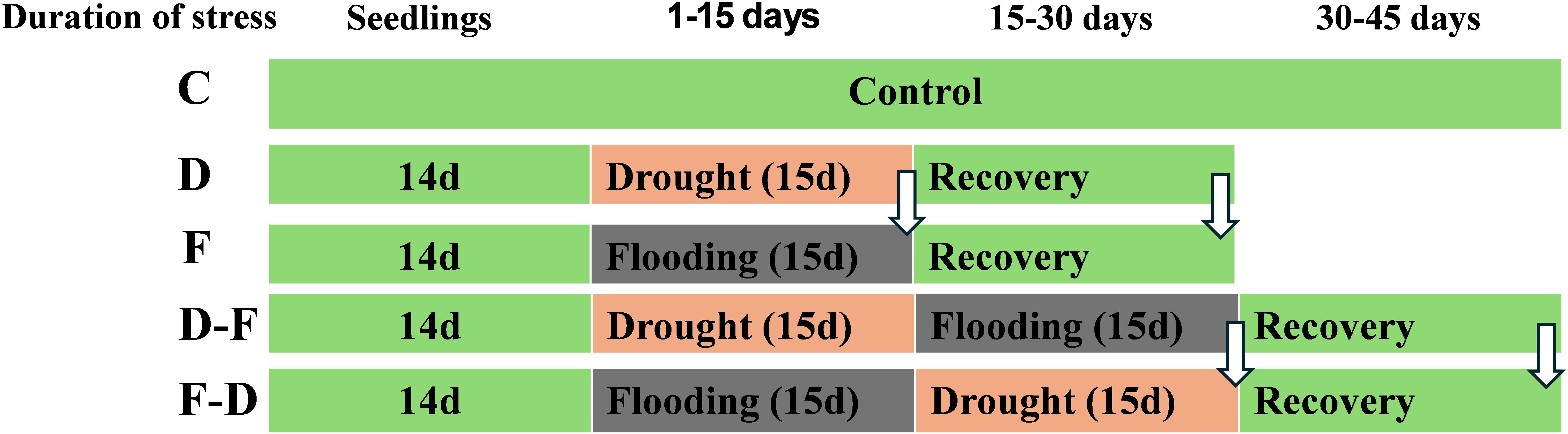 Diagram showing stress duration for seedlings over 45 days. Rows labeled C, D, F, D-F, F-D. C shows control. D has drought from day 1 to 15, then recovery. F has flooding from day 1 to 15, then recovery. D-F has drought from day 1 to 15, flooding from day 15 to 30, then recovery. F-D has flooding from day 1 to 15, drought from day 15 to 30, then recovery.
