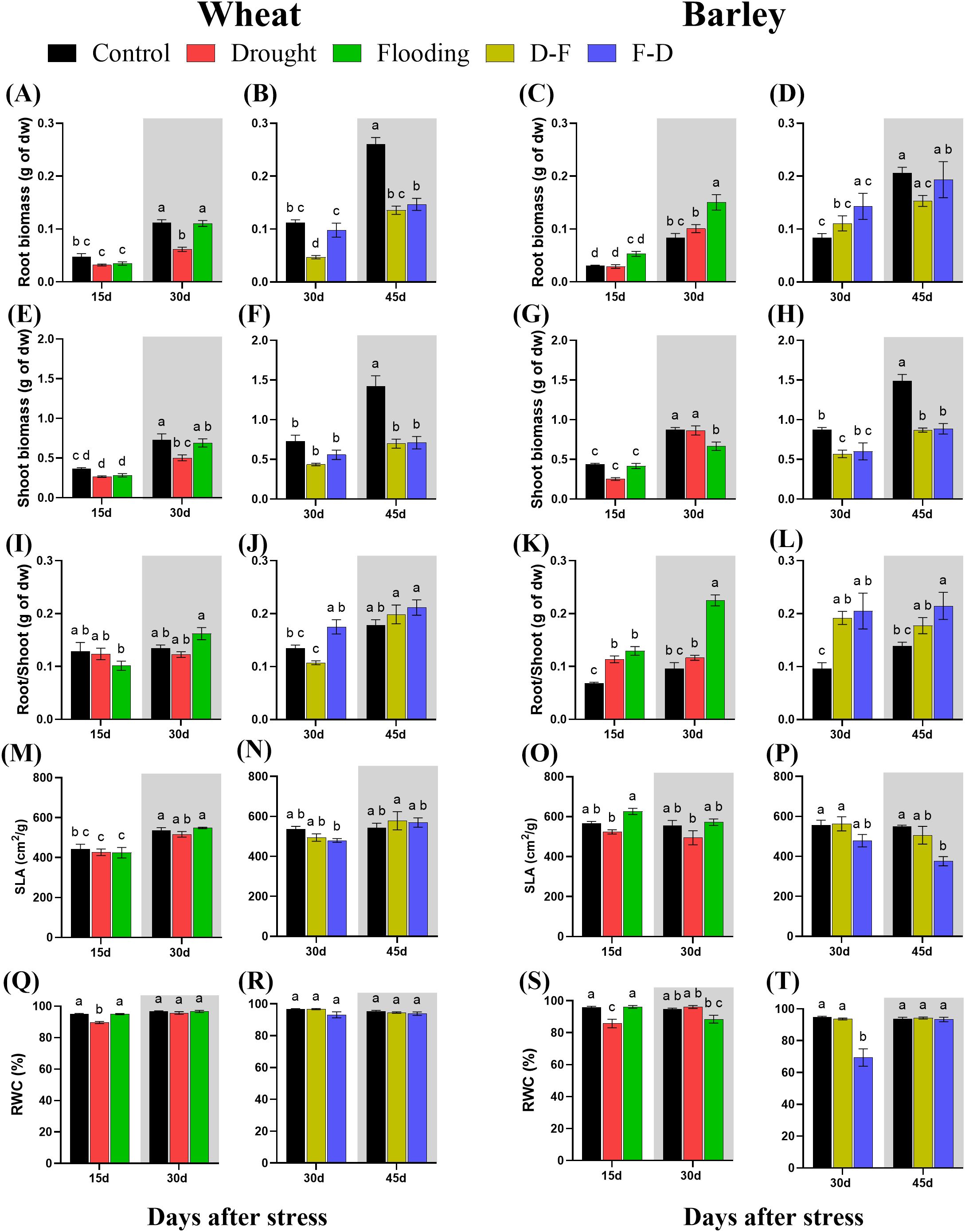 Bar charts showing effects of different stress conditions on wheat and barley over time. Panels (A)-(T) display root biomass, shoot biomass, root/shoot ratio, specific leaf area (SLA), and relative water content (RWC) under control, drought, flooding, drought-flooding (D-F), and flooding-drought (F-D) conditions at 15, 30, and 45 days. Each treatment is marked by distinct colors: black for control, red for drought, green for flooding, yellow for D-F, and blue for F-D. Statistical differences are indicated with letters on bars.