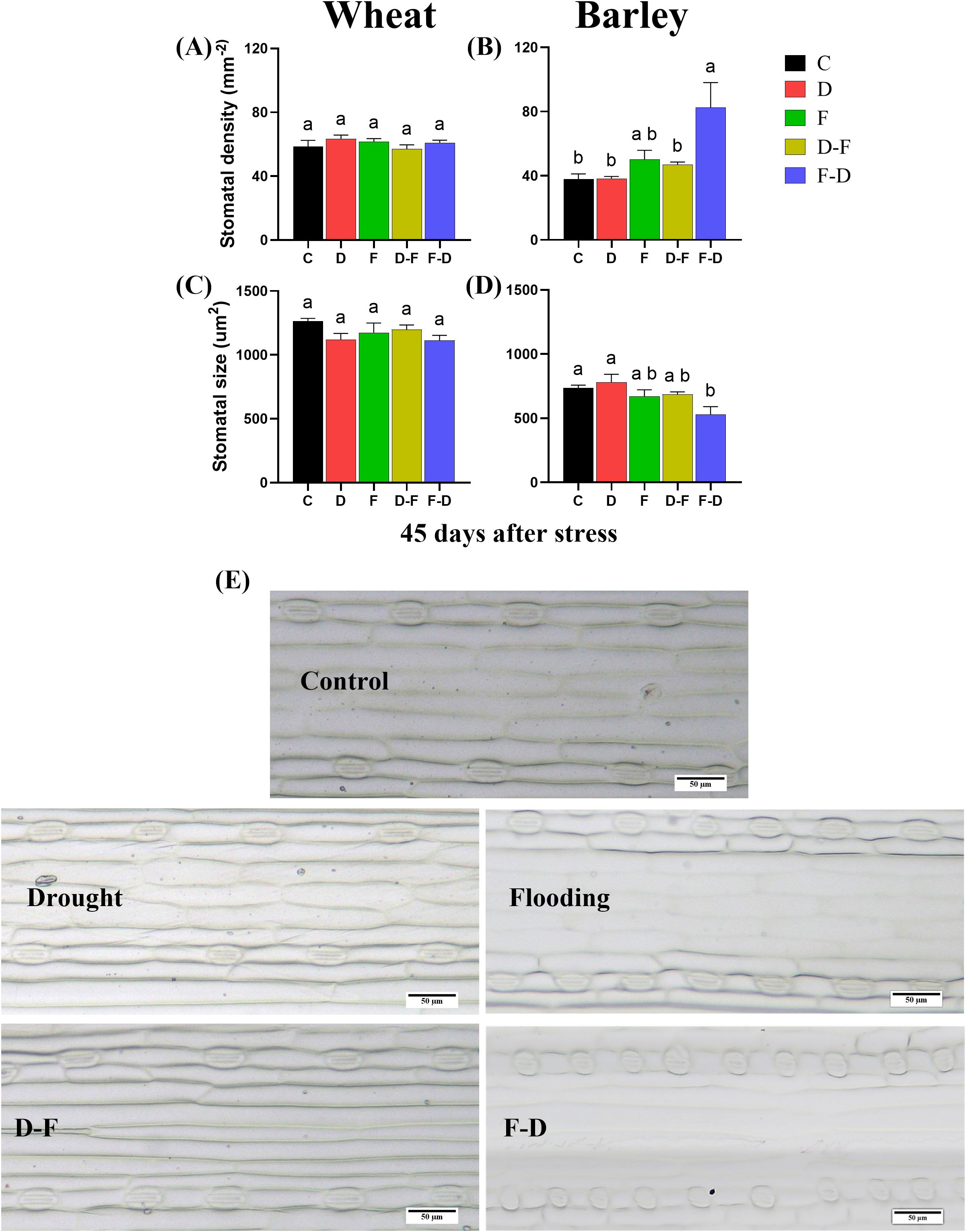 Bar graphs (A) and (B) display stomatal density of wheat and barley, while (C) and (D) show stomatal size under various treatments: C (control), D (drought), F (flooding), D-F (drought-flooding), F-D (flooding-drought), with significant differences marked by letters. Images (E) show microscopic views of stomata under each condition: control, drought, flooding, drought-flooding, and flooding-drought, with scales indicating 50 micrometers.