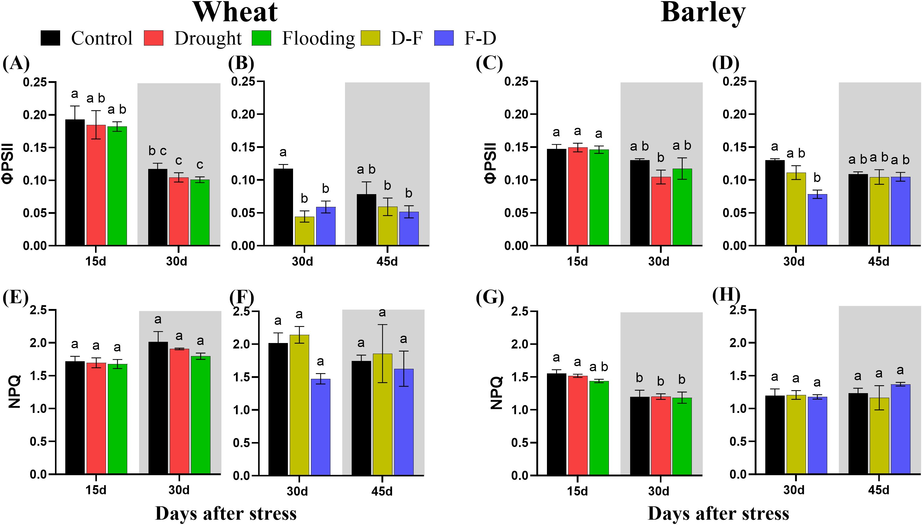 Bar graph panel showing effects of different stress conditions on wheat and barley over time. (A-D) depict changes in ΦPSII for wheat and barley across different stress conditions: control (black), drought (red), flooding (green), drought-flooding (yellow), and flooding-drought (blue). (E-H) represent changes in NPQ under the same conditions. Measurements are taken at 15, 30, and 45 days after stress. Each bar indicates mean values with error bars, and significant differences are marked by letters above the bars.