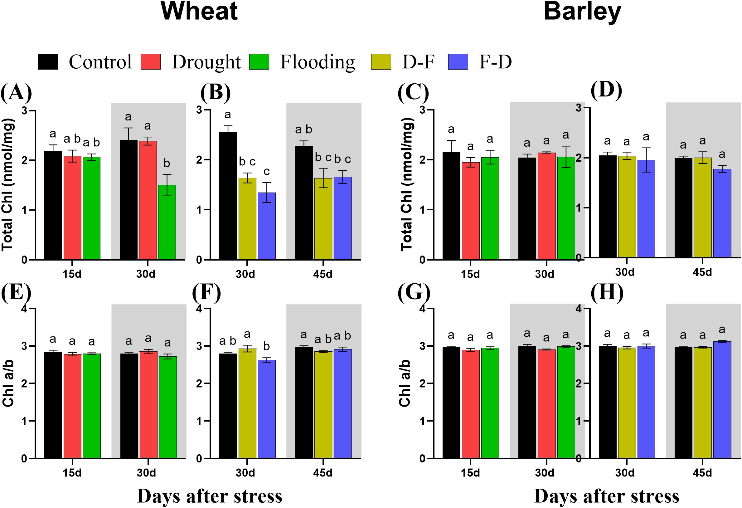 Bar charts displaying the effects of different stress conditions on chlorophyll content in wheat and barley over time. Panels A-D show total chlorophyll (Chl) levels, and panels E-H show the chlorophyll a/b ratio. Conditions include control, drought, flooding, drought-flood (D-F), and flood-drought (F-D) across 15 to 45 days. Each panel indicates statistical significance with letters above bars.