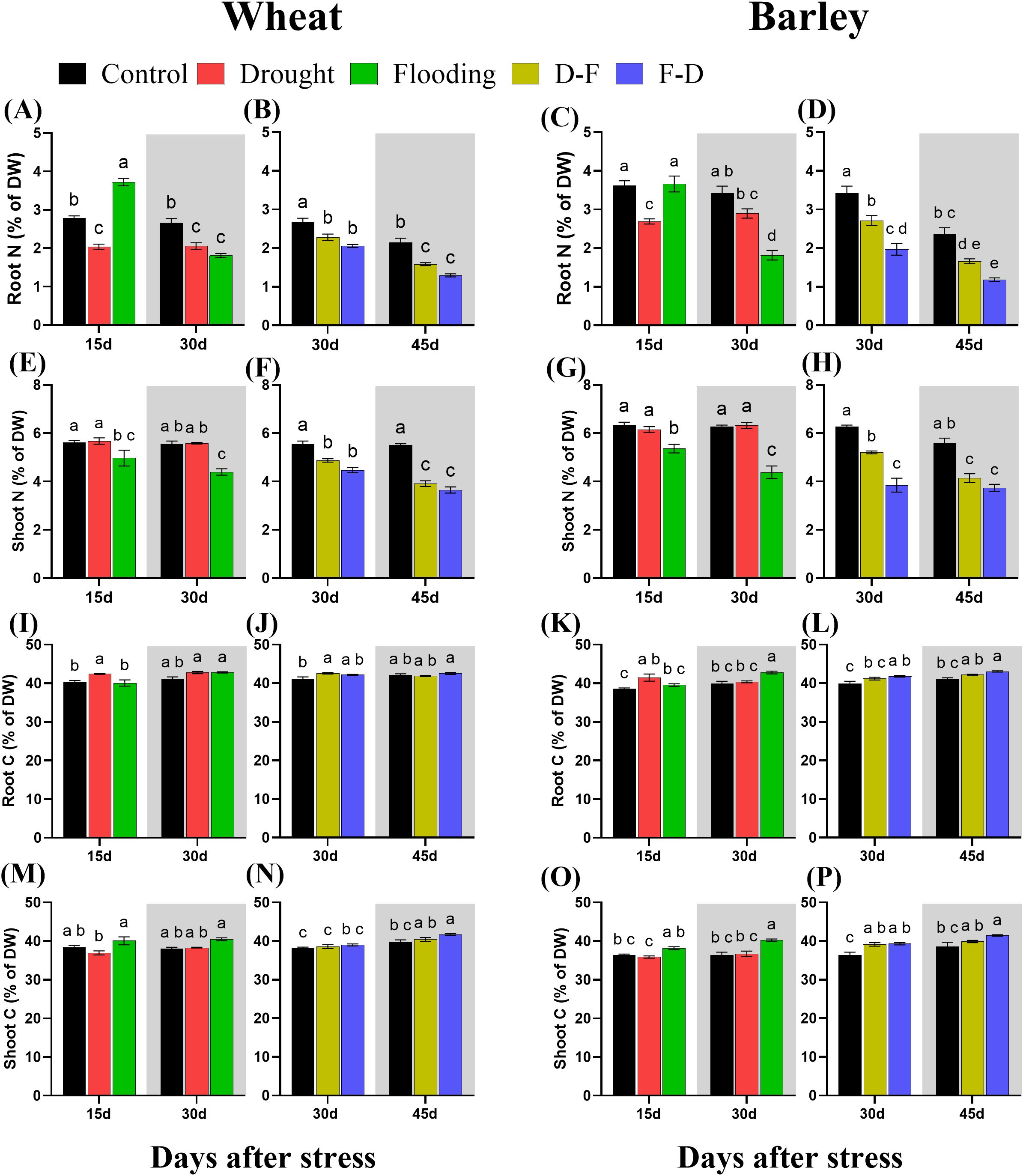 Bar charts comparing nitrogen and carbon content in wheat and barley under various conditions over time. Panels (A)-(D) show root nitrogen percentage, and panels (E)-(H) show shoot nitrogen. Panels (I)-(L) depict root carbon percentage, and panels (M)-(P) show shoot carbon. Conditions include control, drought, flooding, drought-to-flood, and flood-to-drought over different days after stress (15, 30, 45 days). Data is represented with letters a, b, c, and d to indicate statistical significance among treatments.