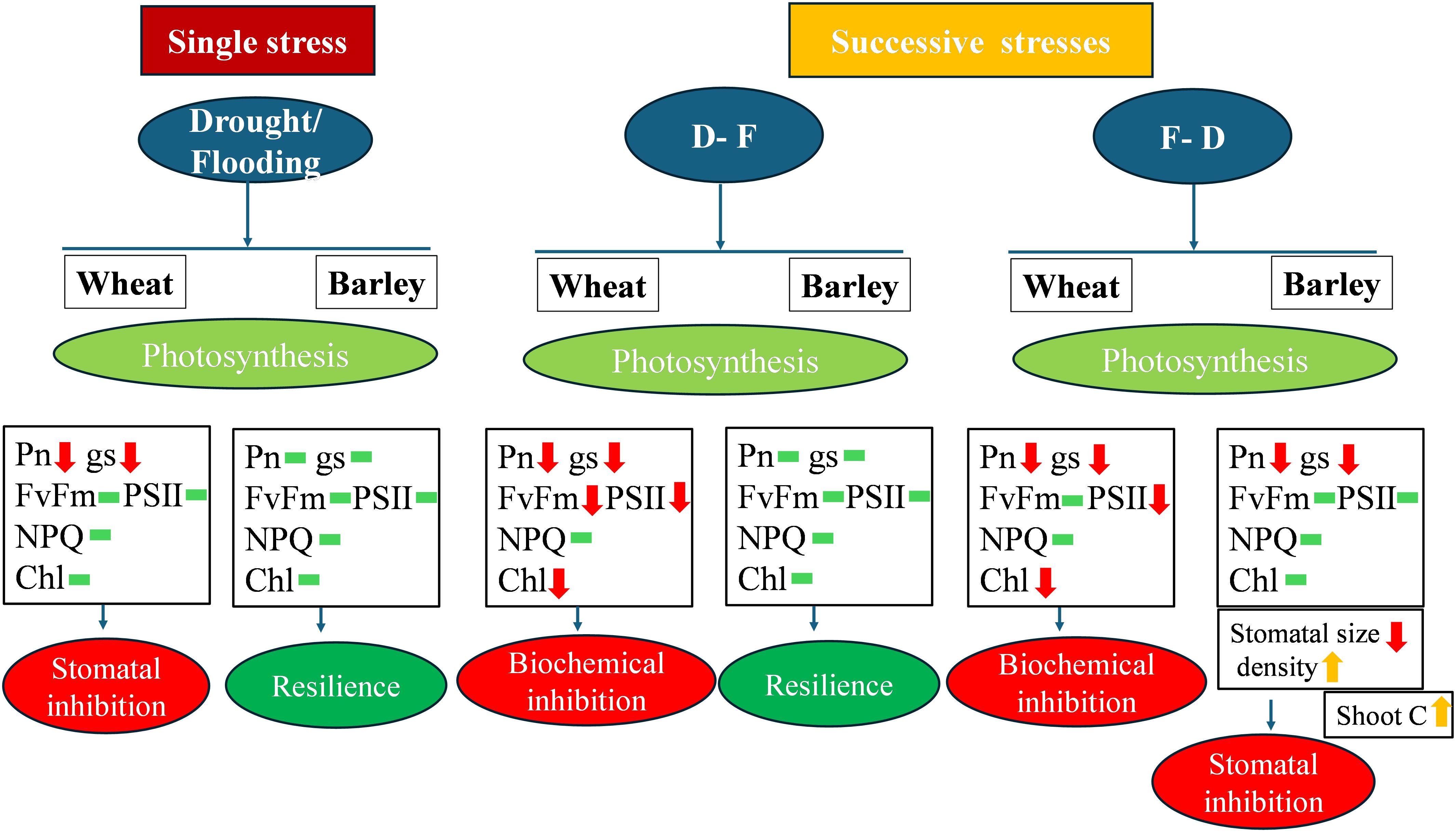 Flowchart depicting the effects of stress on photosynthesis in wheat and barley. It shows single stress (drought/flooding) and successive stresses (drought-flooding, flooding-drought) affecting photosynthesis. Outcomes include stomatal inhibition, resilience, biochemical inhibition, and changes in photosynthetic parameters like Pn, gs, FvFm, PSII, NPQ, and Chl. Arrows indicate direction of change.