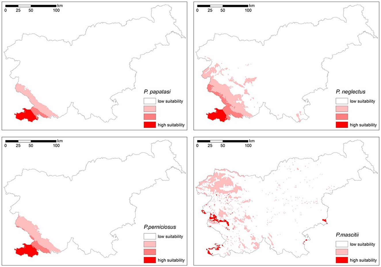 Four maps show habitat suitability for different species of Phlebotomus in Slovenia. Each map uses shades from light pink to red to indicate low to high suitability. Top left: 𝑷. 𝒑𝒂𝒑𝒂𝒕𝒂𝒔𝒊, top right: 𝑷. 𝒏𝒆𝒈𝒍𝒆𝒄𝒕𝒖𝒔, bottom left: 𝑷. 𝒑𝒆𝒓𝒏𝒊𝒄𝒊𝒐𝒔𝒖𝒔, bottom right: 𝑷. 𝒎𝒂𝒔𝒄𝒊𝒕𝒊𝒊. High suitability is concentrated in the southwest regions.