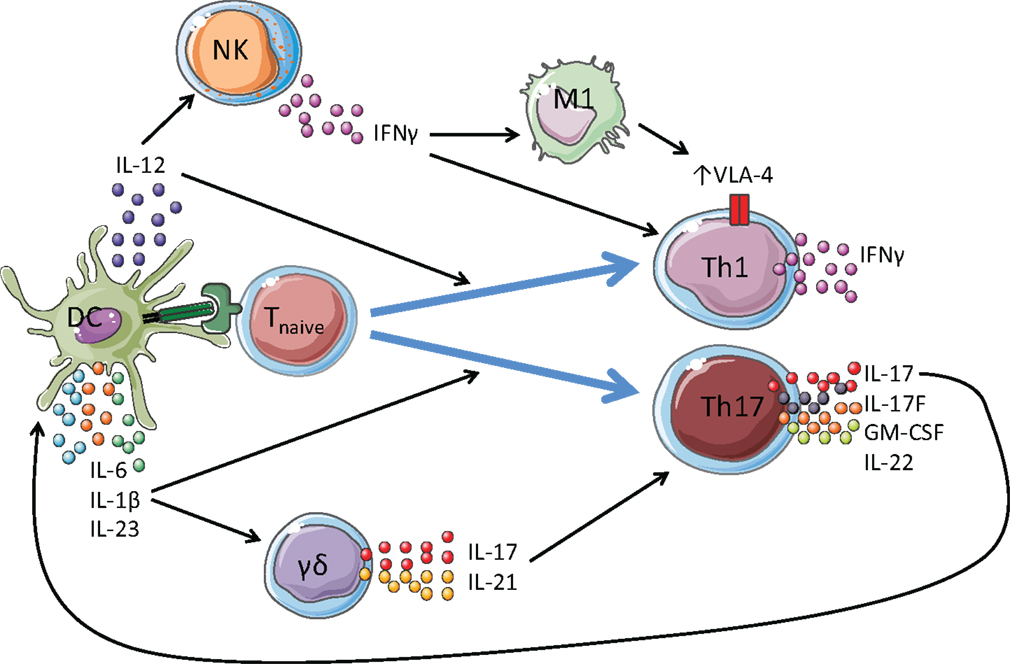 Frontiers γδ T Cells And Nk Cells Distinct Pathogenic Roles As