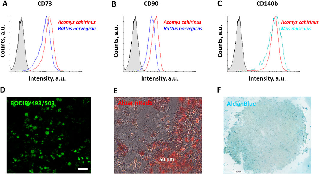 Three graphs (A, B, C) display flow cytometry data comparing CD73, CD90, and CD140b expression in Acomys cahirinus (red line) and other rodents. Gray bars represent control. Images D, E, F show microscopy results: D highlights cells stained with BODIPY, E shows Alizarin Red S staining, and F features Alcian Blue-stained cells.