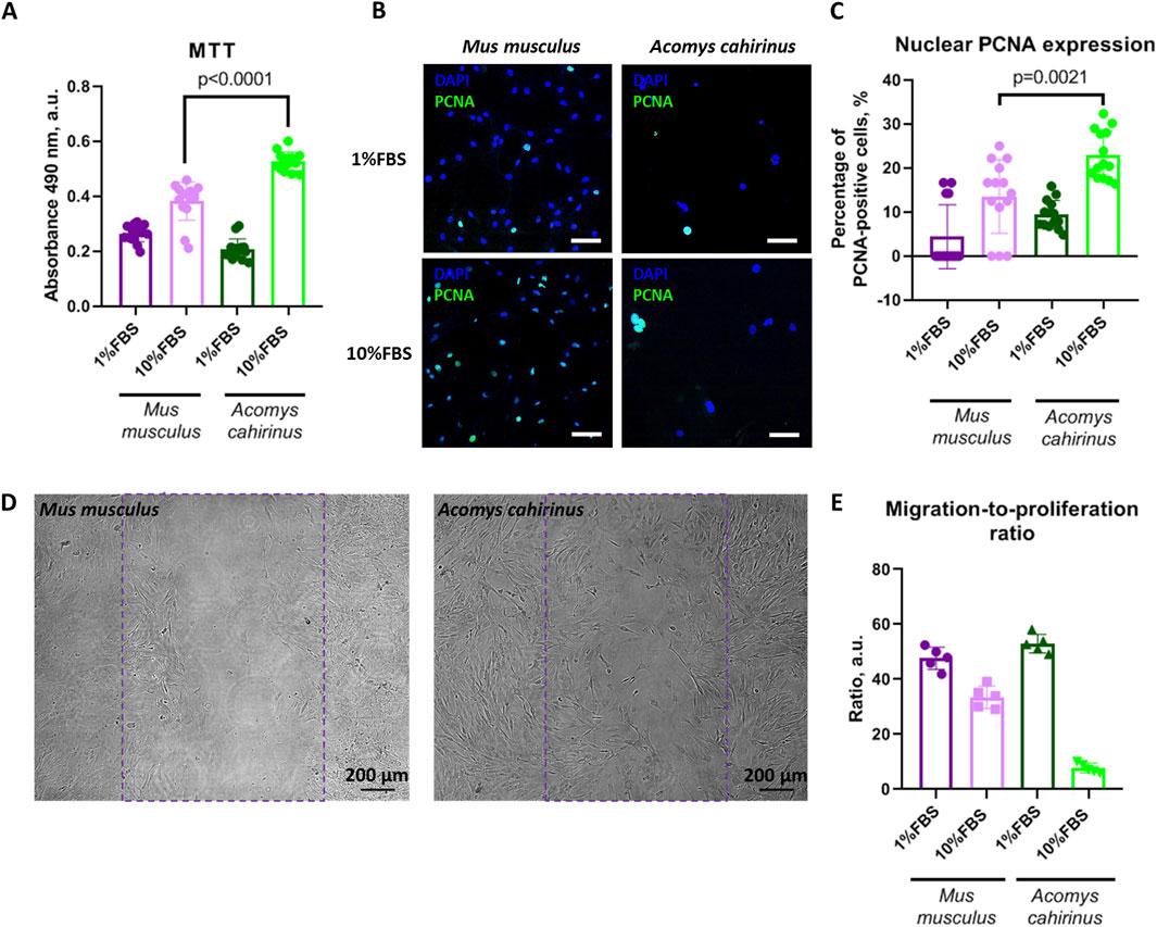 Grouped images depicting cellular analysis in Mus musculus and Acomys cahirinus. Panel A shows an MTT assay bar graph illustrating absorbance at 490 nm with higher values at 10% FBS for both species. Panel B presents fluorescence images highlighting DAPI and PCNA staining for both species under 1% and 10% FBS. Panel C features a bar graph of nuclear PCNA expression, indicating a higher percentage of PCNA-positive cells at 10% FBS. Panel D shows microscopy images of cell cultures for both species. Panel E provides a bar graph of the migration-to-proliferation ratio, with variation in values for different conditions.