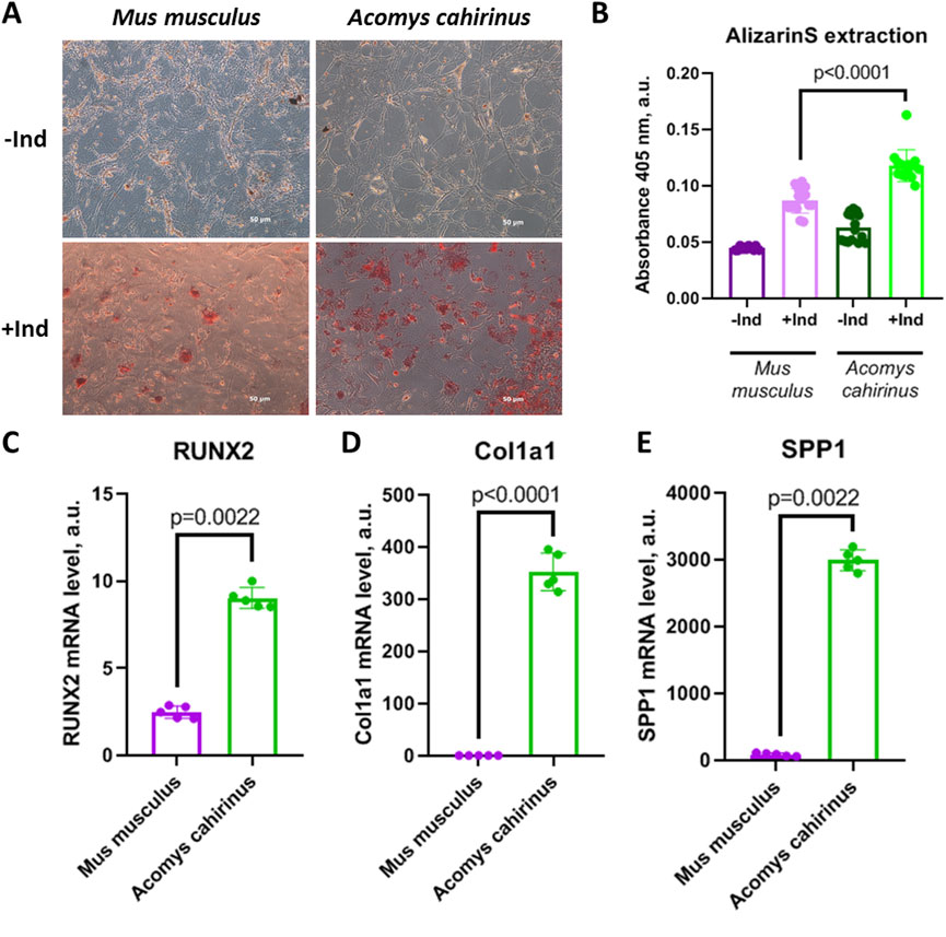 Panel A compares cultures of Mus musculus and Acomys cahirinus cells with and without induction, showing increased red staining with induction. Panel B is a bar graph showing Alizarin S extraction, indicating higher absorbance at 405 nm in induced groups, with significance noted. Panels C, D, and E show bar graphs of RUNX2, Col1a1, and SPP1 mRNA levels, respectively, all significantly higher in Acomys cahirinus compared to Mus musculus.