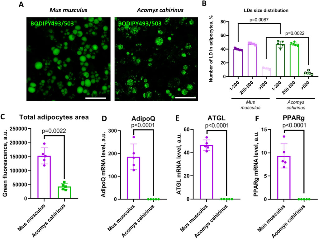 Fluorescent images and graphs compare adipocytes from \TNQstar Mus musculus\TNQstar and \TNQstar Acomys cahirinus\TNQstar. Panel A shows green-stained lipid droplets; \TNQstar Mus musculus\TNQstar has larger and more numerous droplets. Panel B graph shows the lipid droplet size distribution, with \TNQstar Mus musculus\TNQstar having more large droplets. Panels C-F depict bar graphs comparing total adipocyte area (C), AdipoQ mRNA levels (D), ATGL mRNA levels (E), and PPARγ mRNA levels (F), all significantly higher in \TNQstar Mus musculus\TNQstar compared to \TNQstar Acomys cahirinus\TNQstar. Statistical significance is indicated in each graph.