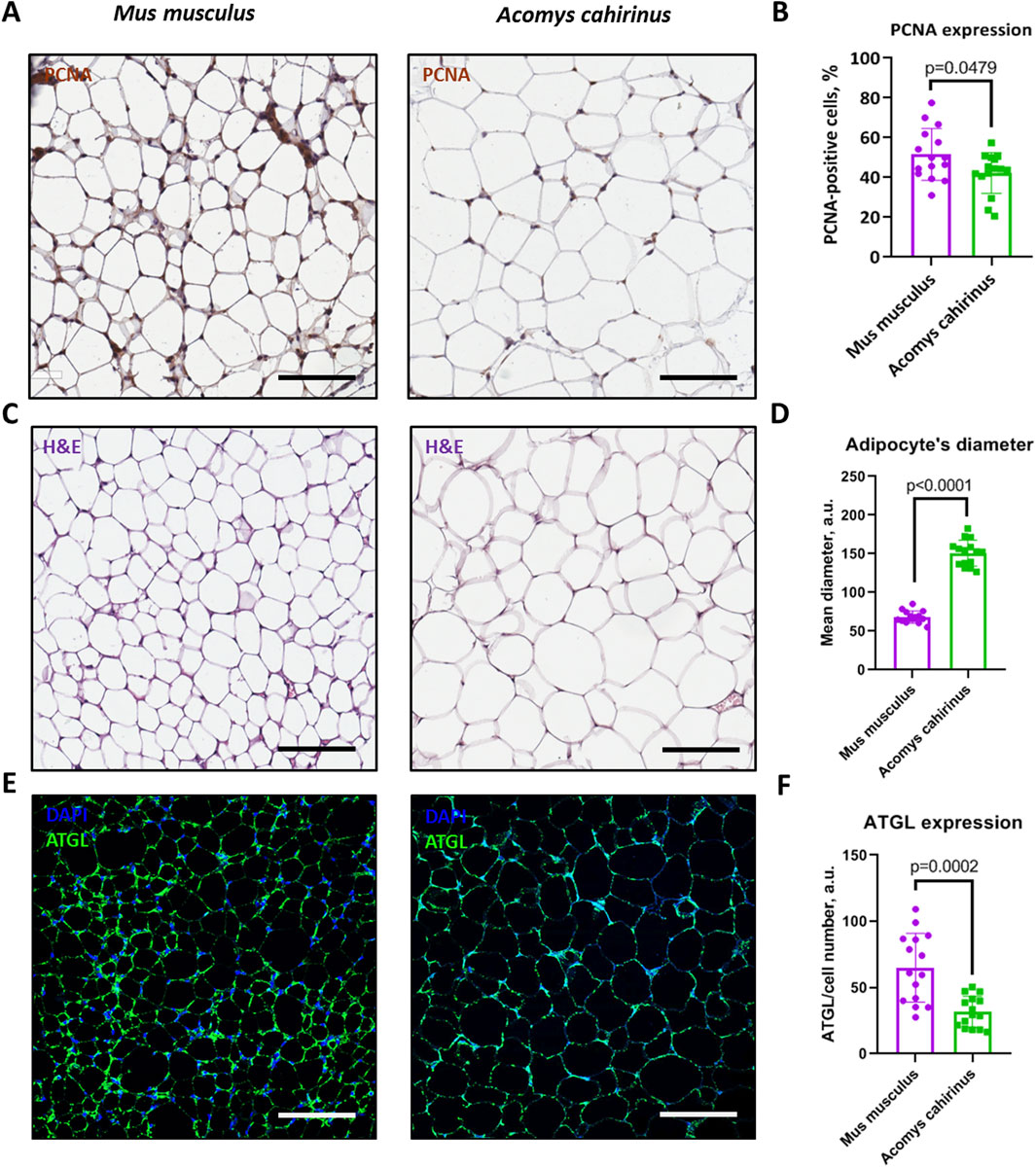 Panel of images and graphs comparing adipose tissue between Mus musculus and Acomys cahirinus. (A) PCNA-stained tissue sections show more proliferation in Mus musculus. (B) Bar graph indicates higher PCNA-positive cells in Mus musculus with p-value 0.0479. (C) H&E staining highlights adipocyte structure differences. (D) Graph shows greater adipocyte diameter in Acomys cahirinus with p-value less than 0.0001. (E) Immunofluorescence images display ATGL and DAPI staining. (F) Bar graph shows higher ATGL expression in Acomys cahirinus with p-value 0.0002. Scale bars present in images.