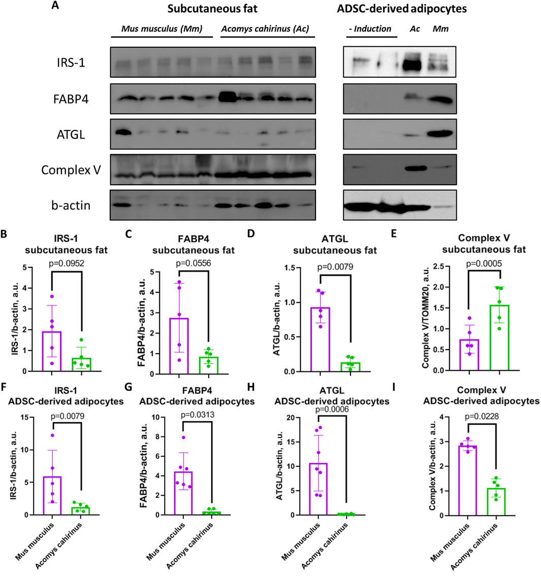 Western blot and bar graphs comparing protein expression in subcutaneous fat and ADSC-derived adipocytes between Mus musculus and Acomys cahirinus. Part A shows blots for IRS-1, FABP4, ATGL, Complex V, and β-actin. Parts B-I display bar graphs quantifying these proteins, with statistical significance indicated (p-values), comparing the two species. Bars are labeled with corresponding proteins and the species' names.