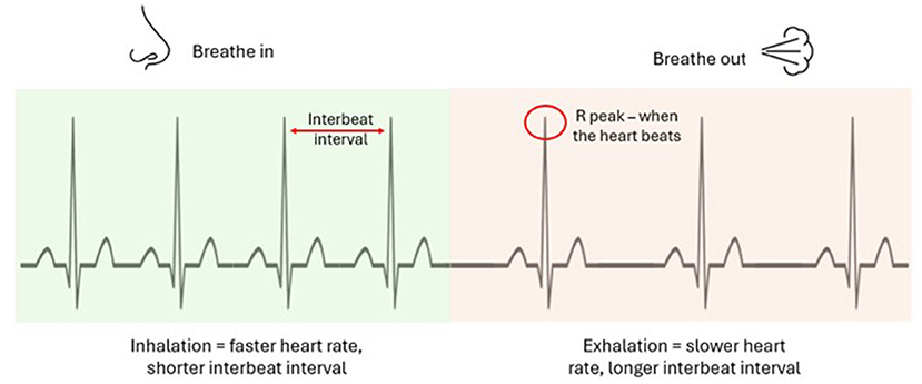 ECG graph showing the effects of breathing on heart rate. The left green section indicates inhalation with a faster heart rate and shorter interbeat interval. The right red section shows exhalation with a slower heart rate and longer interbeat interval. Annotations highlight the interbeat interval and R peak when the heart beats.