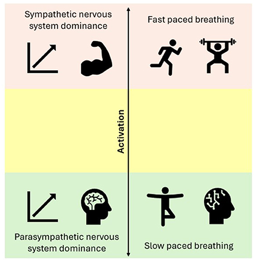 Diagram showing the relationship between breathing and nervous system dominance. The top half illustrates sympathetic dominance with fast-paced breathing and active symbols. The bottom half shows parasympathetic dominance with slow-paced breathing and relaxed symbols. Activation is indicated by a vertical arrow in the center.