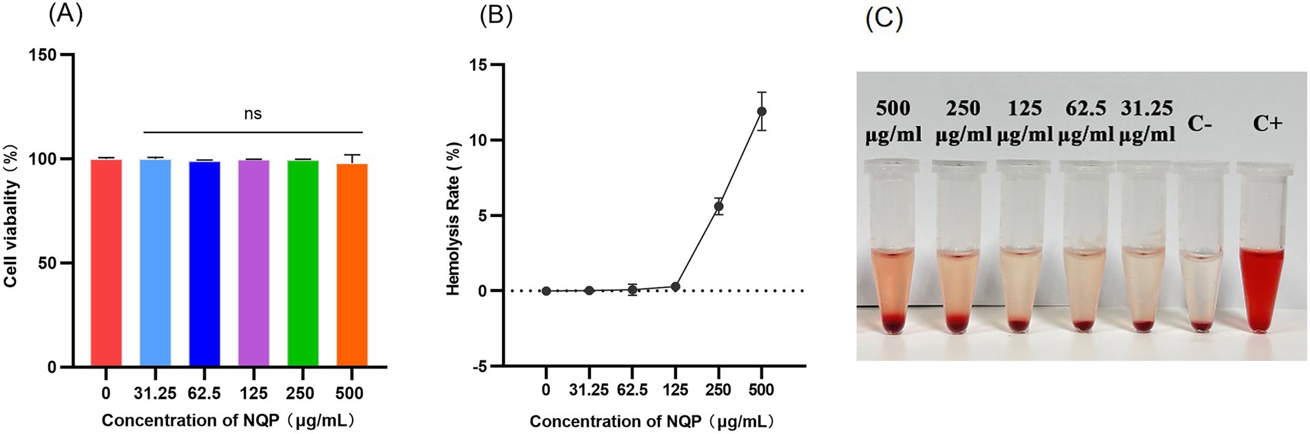 (A) Bar chart showing cell viability at various concentrations of NQP (0 to 500 µg/mL), with no significant difference noted. (B) Line graph depicting hemolysis rate (%) increasing significantly at 500 µg/mL. (C) Image showing test tubes with solutions of varying NQP concentrations; the tube with 500 µg/mL appears darker than others, indicating higher hemolysis.