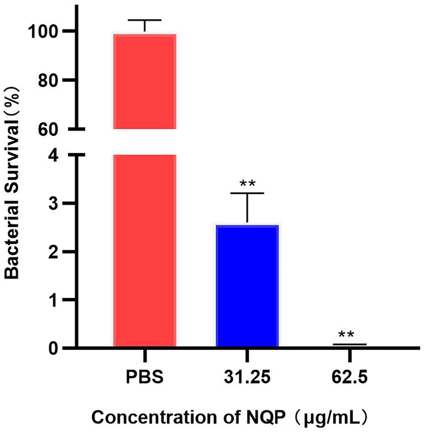 Bar chart illustrating bacterial survival percentages at different concentrations of NQP. The PBS control shows 100% survival, while survival drops to approximately 3% at 31.25 micrograms per milliliter and near 0% at 62.5 micrograms per milliliter. Statistical significance is indicated by asterisks.