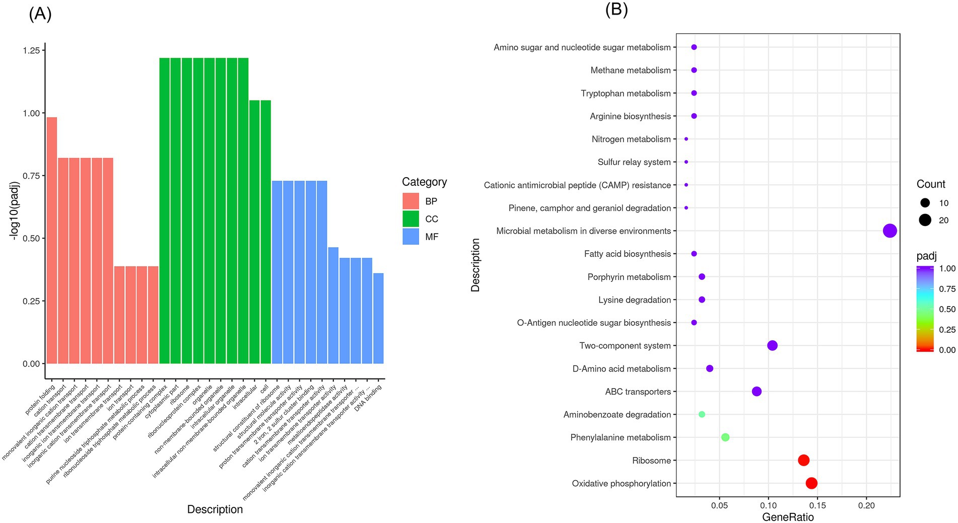 Two-panel image with charts. (A) Bar chart showing categories of Biological Process (BP), Cellular Component (CC), and Molecular Function (MF) with -log10(padj) values. Red bars represent BP, green represent CC, and blue represent MF. (B) Dot plot illustrating gene ratios for various biological descriptions, with dot size indicating count and color representing adjusted p-values (padj), ranging from red (low) to blue (high).