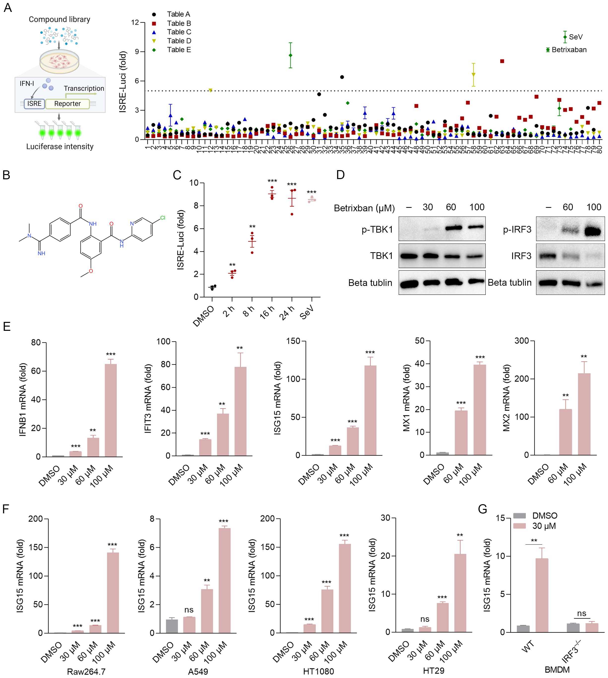 A series of panels showing data regarding Betrixaban's effect on various assays. Panel A illustrates the screening of a compound library's effect on luciferase intensity, with different tables represented by colored shapes. Panel B shows the chemical structure of Betrixaban. Panel C presents a graph of ISRE-Luc fold change over time, highlighting significant differences compared to DMSO. Panel D displays immunoblots showing the impact of increasing Betrixaban concentrations on TBK1 and IRF3 phosphorylation. Panels E and F provide bar graphs showing mRNA fold changes of various genes across different cell lines and treatments. Panel G shows a bar graph of ISG15 mRNA levels in BMDM cells with and without Betrixaban.