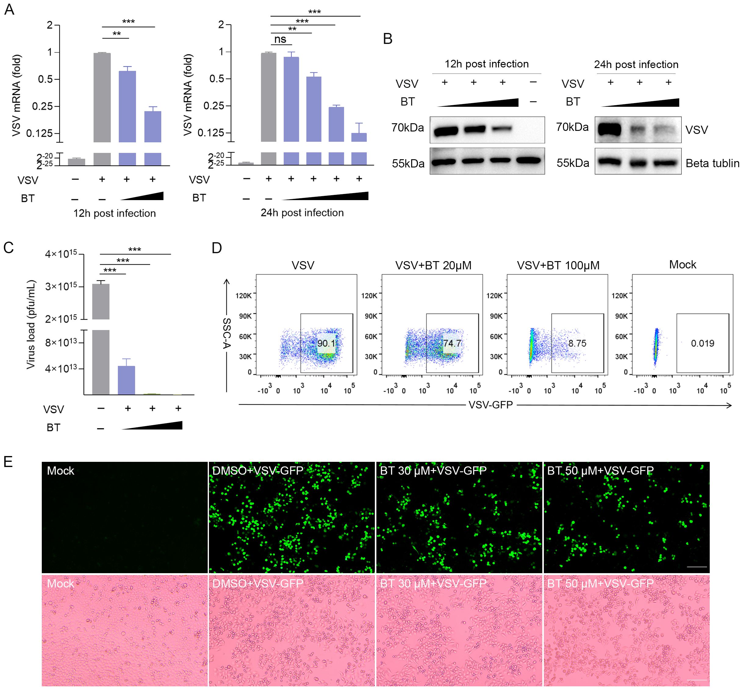 Graphs and images analyze the effect of BT on VSV infection. A shows VSV mRNA levels at 12 and 24 hours post-infection, with significant reductions. B displays Western blot results for VSV and Beta-tubulin. C illustrates virus load reduction with increasing BT concentrations. D presents flow cytometry data showing decreased VSV-GFP expression with BT treatment. E shows fluorescent and microscopy images of cells with different treatments, indicating reduced viral presence and cytopathic effects in BT-treated samples.