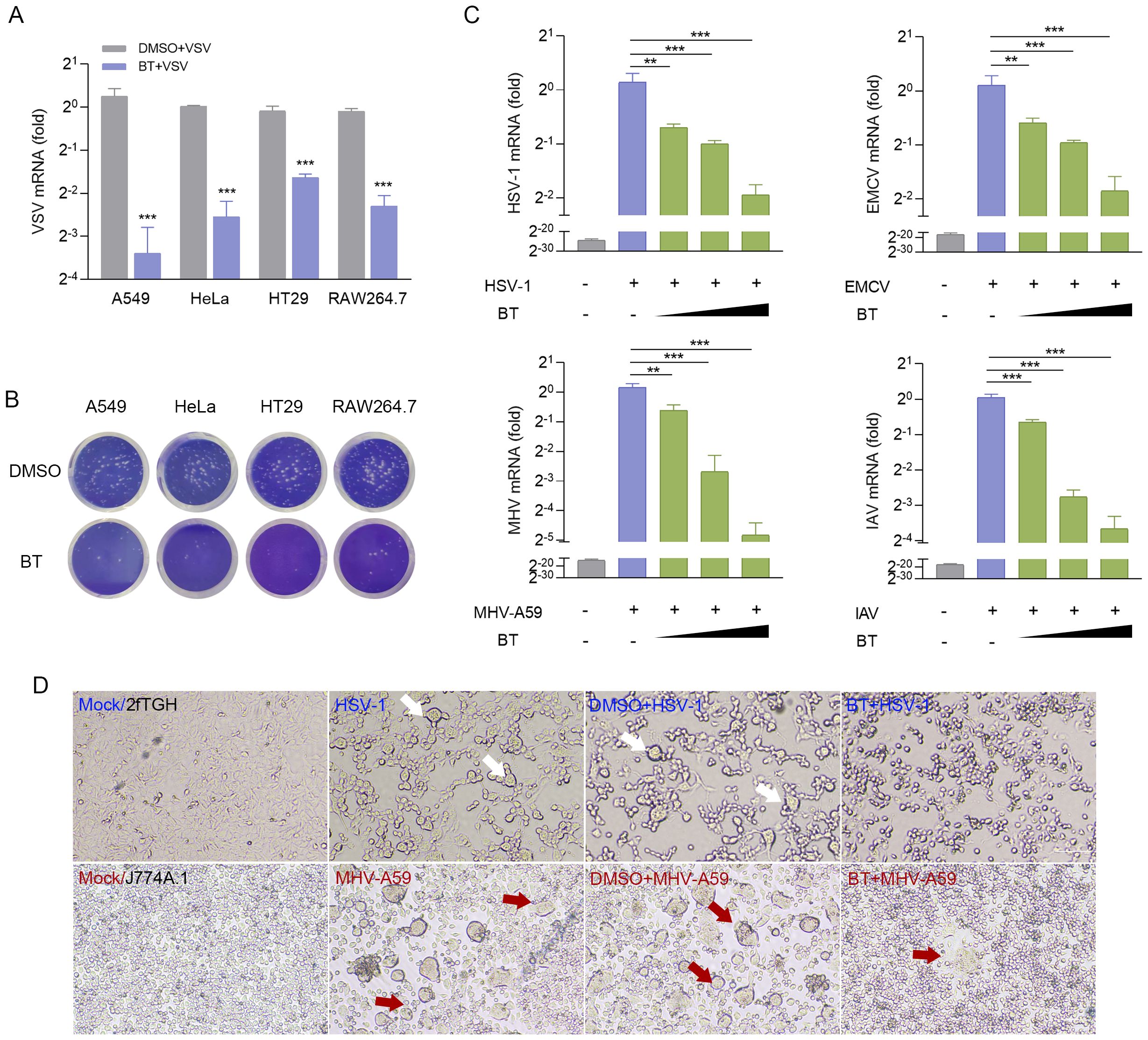 Panel A shows a bar graph comparing VSV mRNA levels in different cell lines treated with DMSO plus VSV and BT plus VSV, with BT showing reduced levels. Panel B depicts images of cell cultures from A549, HeLa, HT29, and RAW264.7 treated with DMSO or BT, showing reduced plaque formation with BT. Panel C presents bar graphs of mRNA levels for HSV-1, EMCV, MHV, and IAV under various BT treatments, indicating decreased levels with increasing BT. Panel D contains microscopic images indicating morphological changes in cells treated with mock, DMSO, and BT treatments across different viral infections, highlighted by red arrows.