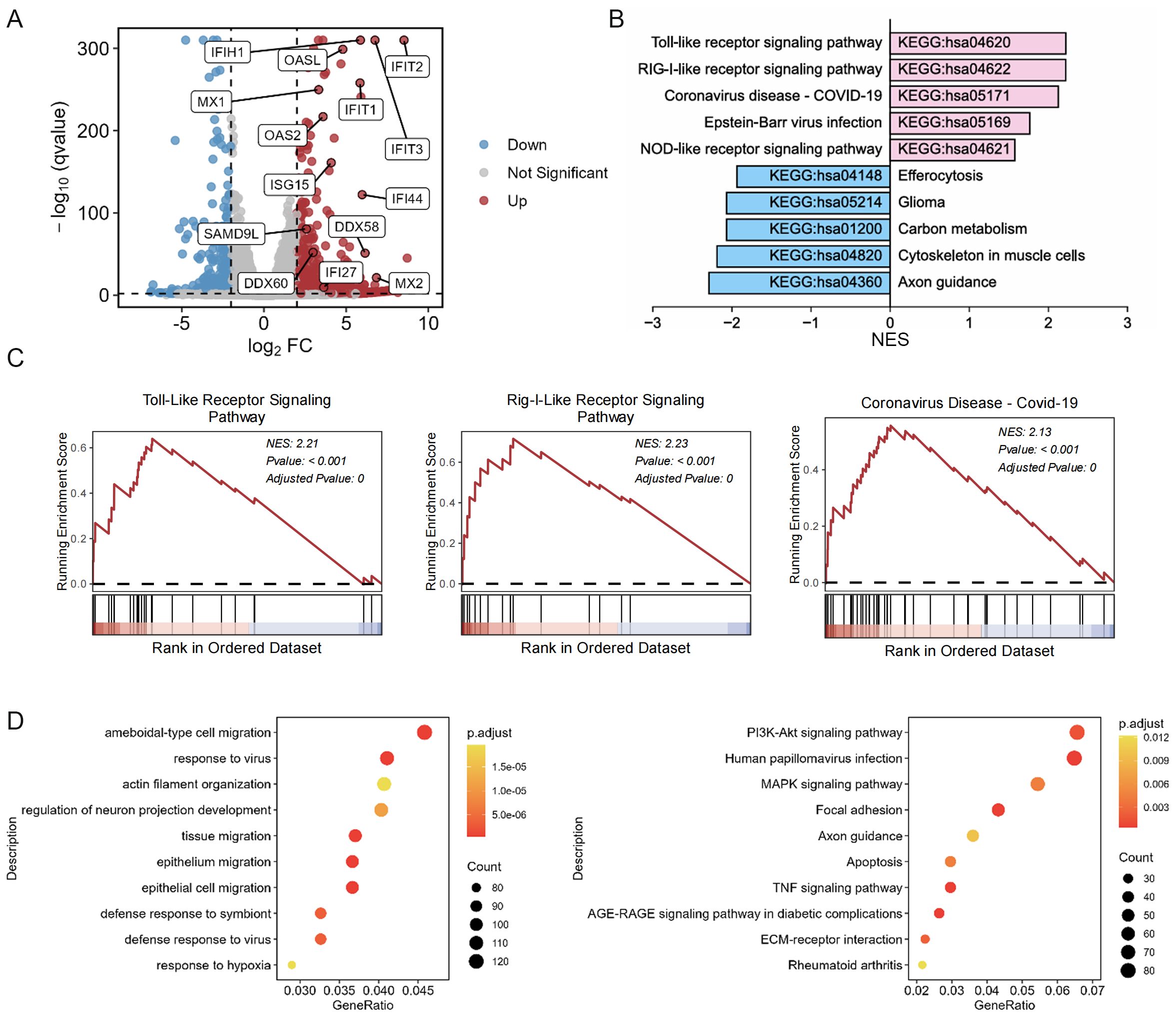 Panel A displays a scatter plot with genes showing differential expression, highlighted as upregulated (red) or downregulated (blue). B shows a bar graph of enriched pathways with significant enrichment scores. C presents enrichment plots for Toll-like receptor, RIG-I-like receptor, and COVID-19 pathways. D contains dot plots indicating gene ratios for various biological processes and pathways, with dot size representing count and color indicating adjusted p-values.
