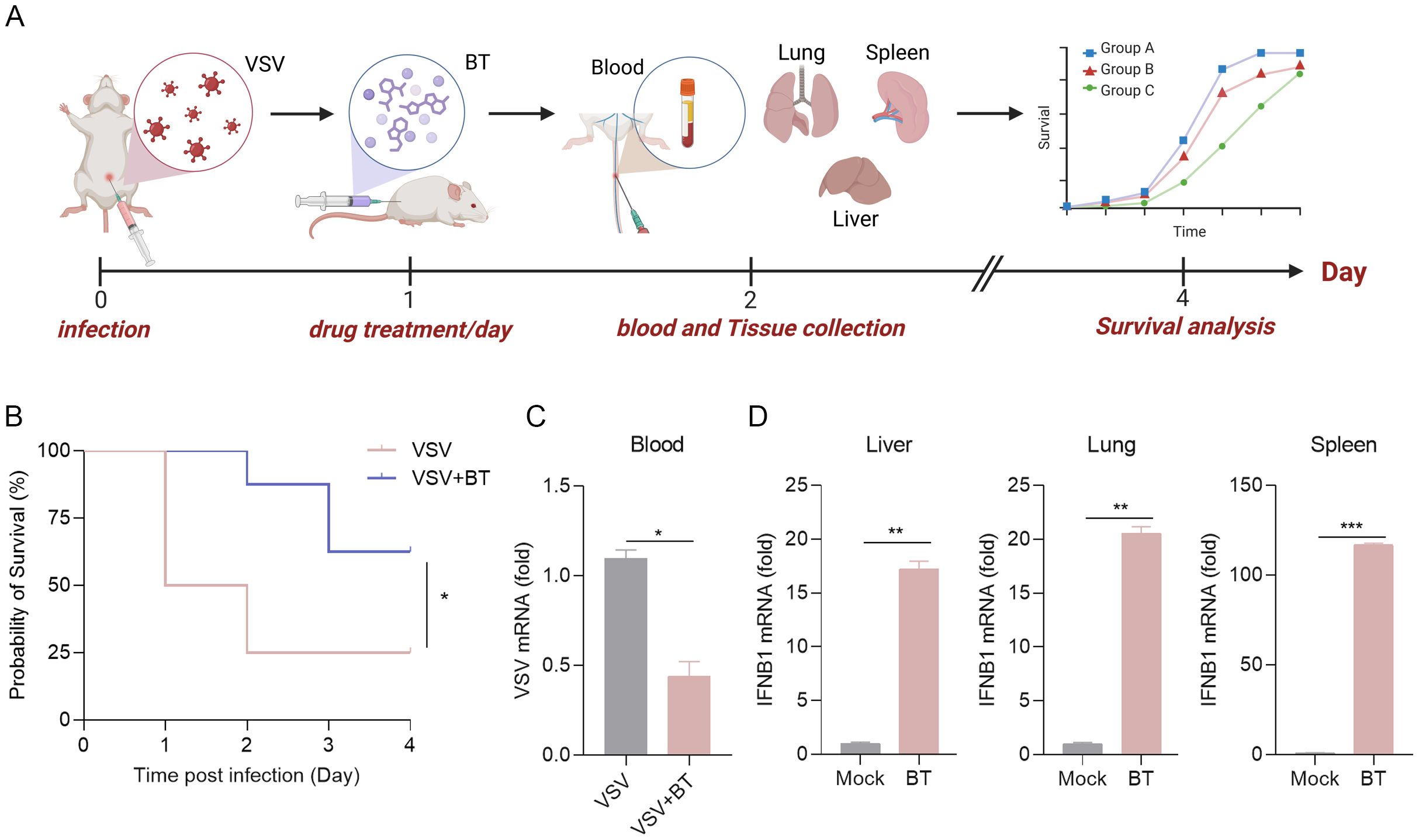 Diagram illustrating the experimental design and results. Panel A depicts a timeline where mice are infected with VSV, treated with BT on day one, and blood and tissue are collected for analysis on day two, followed by survival analysis on day four. A line graph shows survival rates for three groups. Panel B presents a survival curve comparing VSV and VSV plus BT treatments, indicating improved survival with combination treatment. Panels C and D display bar graphs showing reduced VSV mRNA and increased IFNB1 mRNA in the blood, liver, lung, and spleen with BT treatment. Asterisks indicate statistical significance.