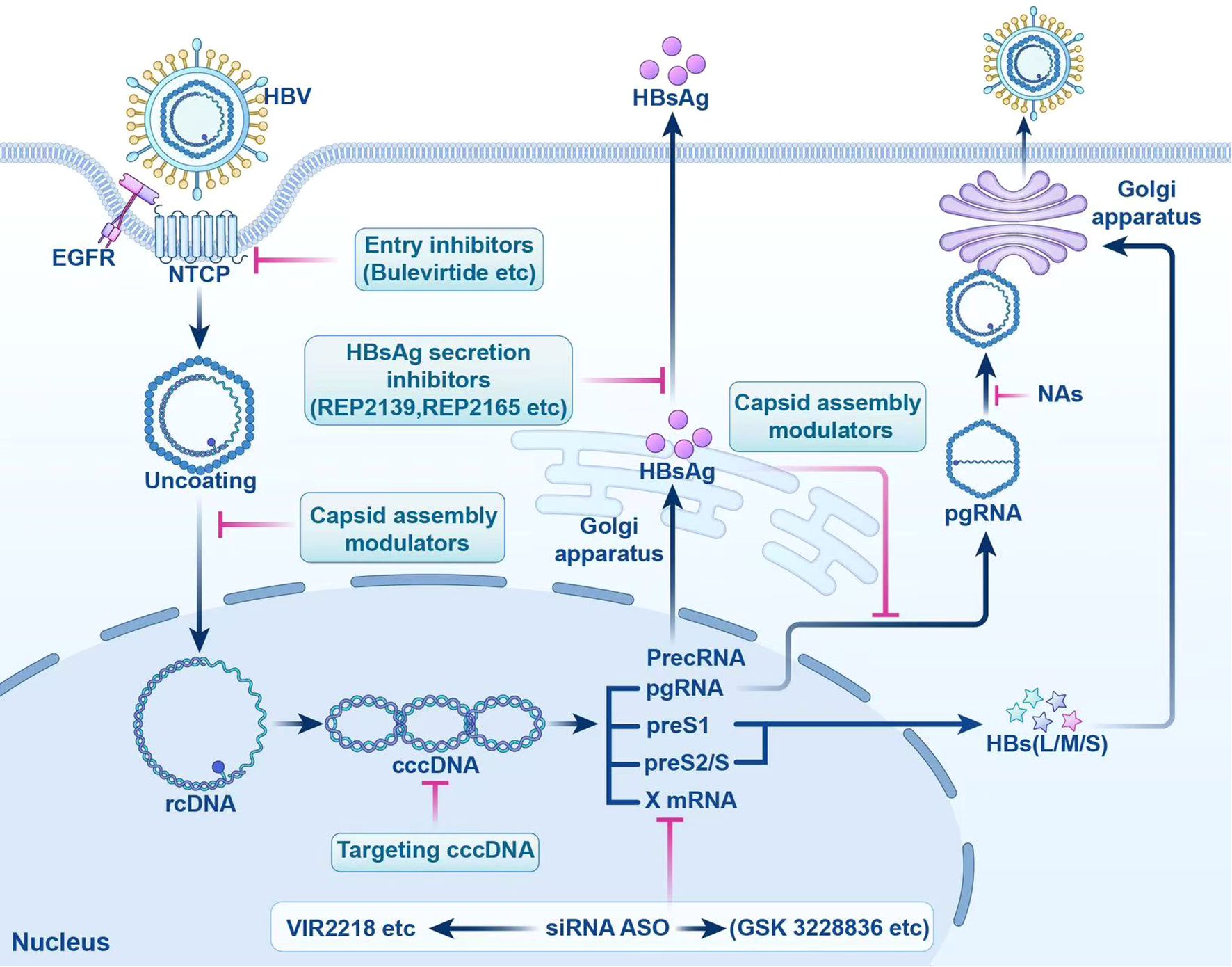 Diagram illustrating the mechanism of Hepatitis B virus (HBV) replication and potential intervention points. The entry of HBV is blocked by entry inhibitors like Bulevirtide. Inside the cell, rcDNA is converted to cccDNA, targeted by drugs like VIR2218. Capsid assembly is modulated to prevent virus replication. HBsAg secretion is inhibited by compounds like REP2139. Production processes involve the Golgi apparatus, with various inhibitors targeting different stages, including siRNA ASO.