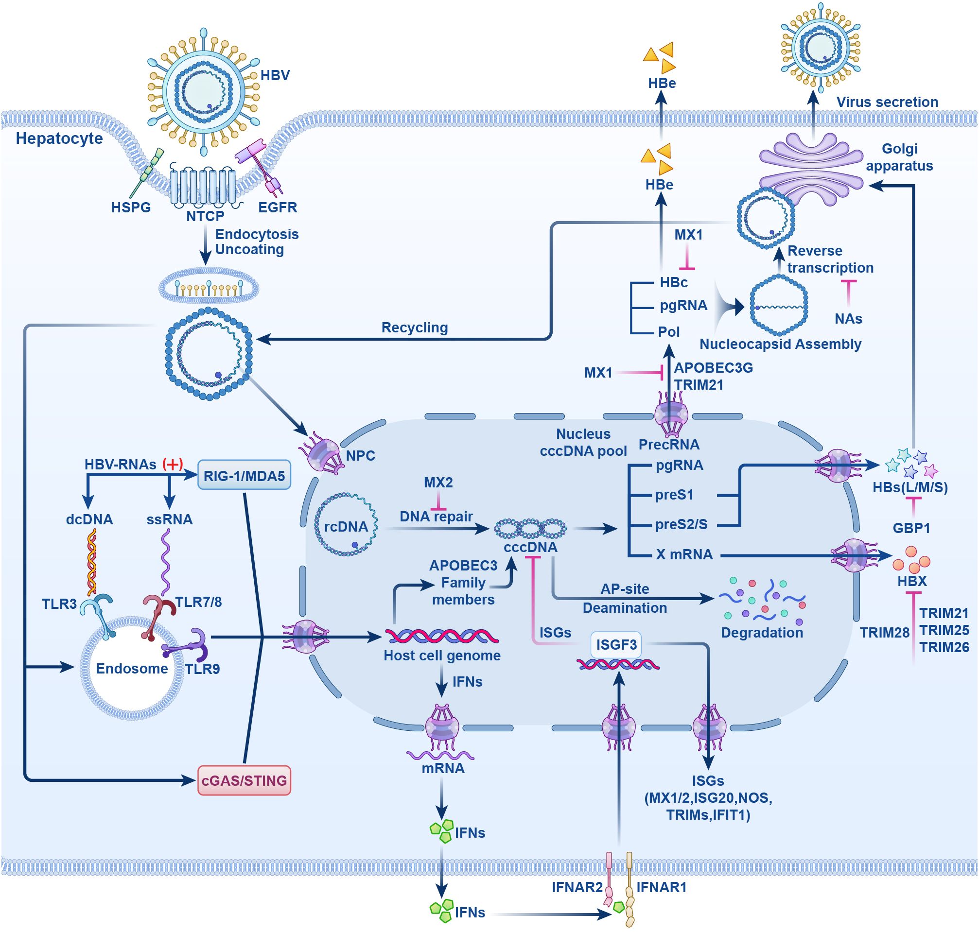 Illustration of the Hepatitis B virus (HBV) life cycle within a hepatocyte, detailing viral entry, replication, and immune response pathways. The image shows HBV binding to cell surface receptors, followed by replication stages including RNA formation and DNA repair within the nucleus. It highlights interactions with host immune mechanisms, such as interferons and ISGs (Interferon-Stimulated Genes). The illustration indicates the roles of various components like cccDNA, rcDNA, and protein markers. Pathways for viral secretion and immune modulation are also depicted, along with key proteins like IFNs and APOBEC3.