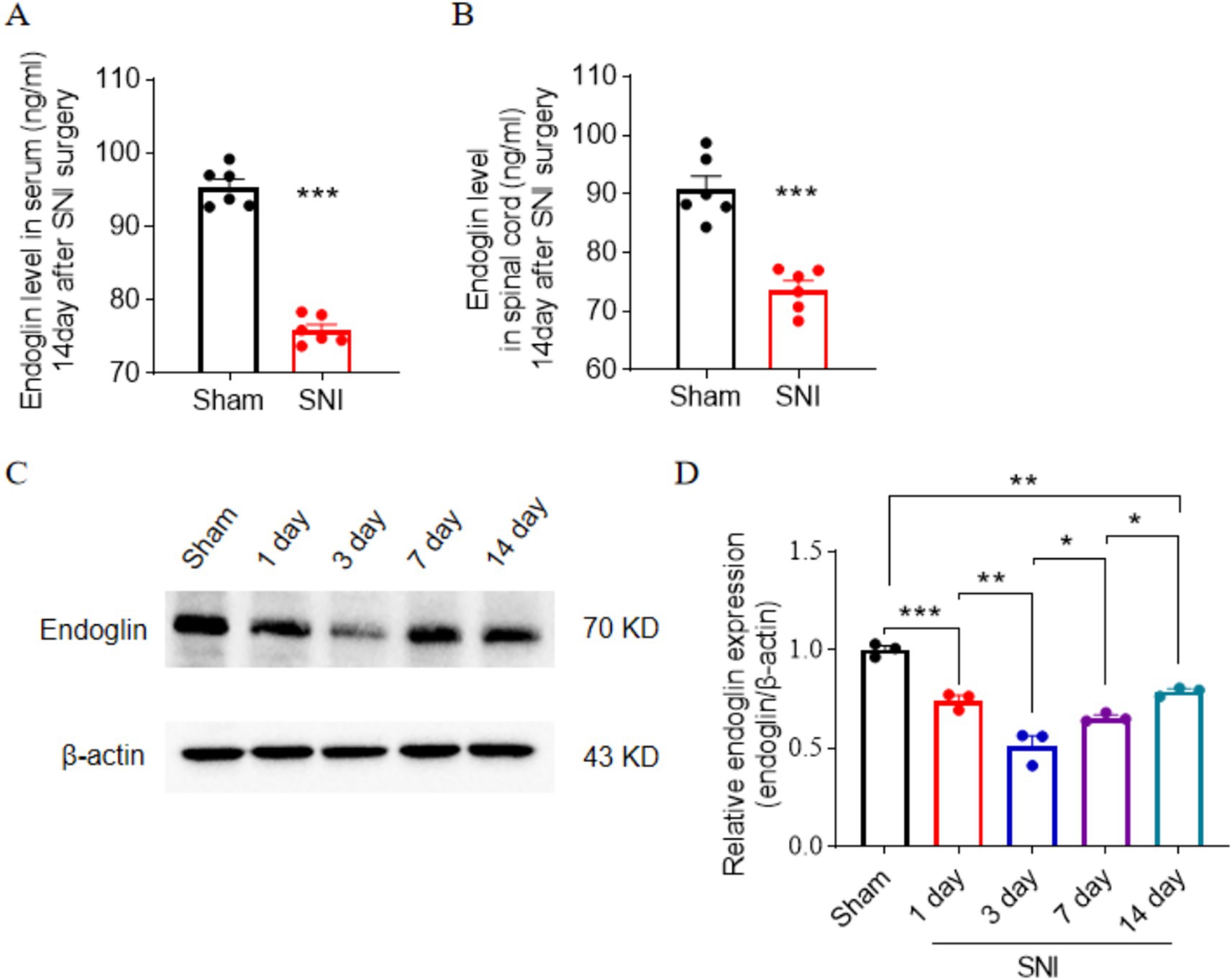 Graphs and a western blot illustrate endoglin levels. Panel A shows serum endoglin significantly reduced in SNI compared to sham. Panel B displays similar reduction in spinal cord after SNI. Panel C depicts bands for endoglin and β-actin over time. Panel D quantifies endoglin expression relative to β-actin in SNI, showing increased levels over 14 days, with statistical significance indicated by asterisks.
