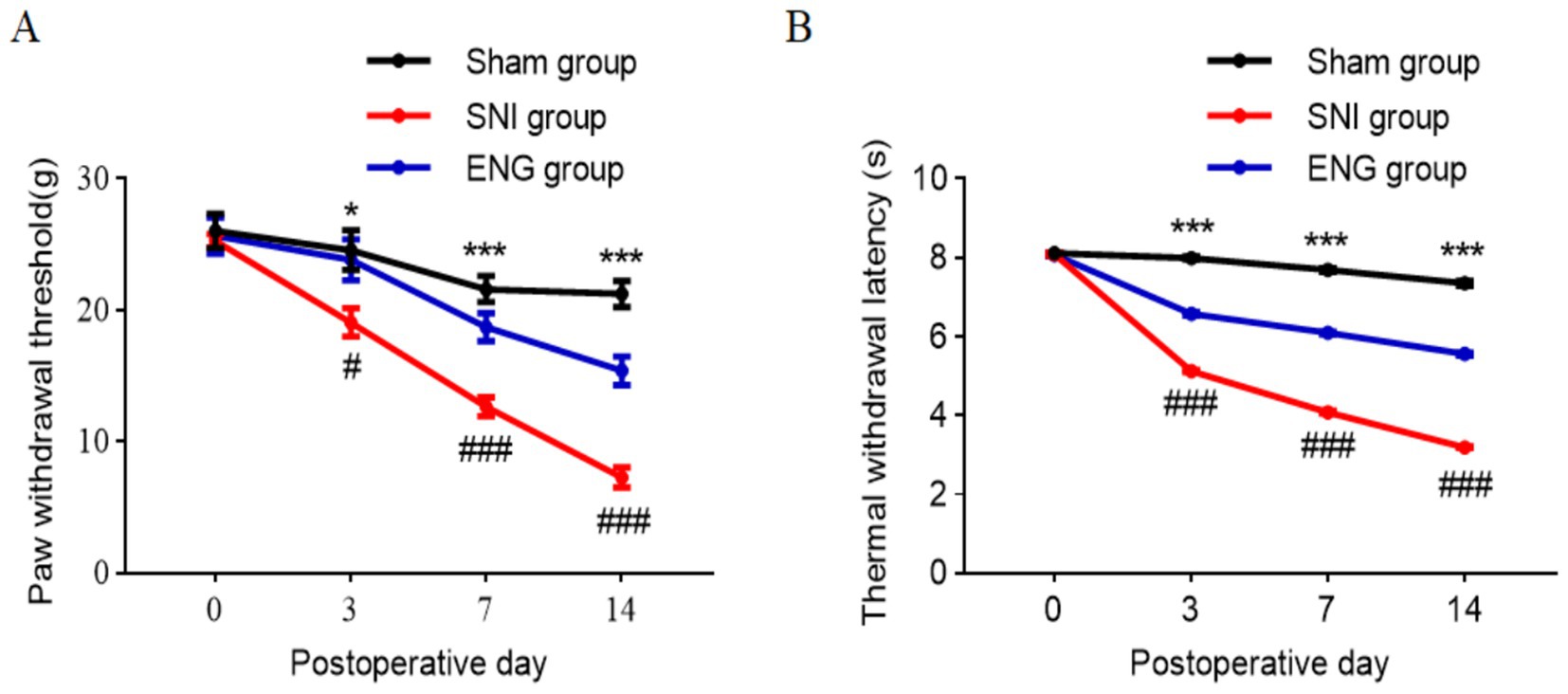 Graphs A and B present data comparing sham, SNI, and ENG groups over postoperative days. Graph A shows paw withdrawal threshold in grams, while graph B shows thermal withdrawal latency in seconds. The sham group maintains higher thresholds and latencies, while the SNI and ENG groups show significant declines, with the SNI group decreasing the most. In contrast, the ENG group demonstrates consistently elevated pain thresholds relative to the SNI group across both mechanical and thermal modalities. Asterisks and hashtags indicate statistical significance.