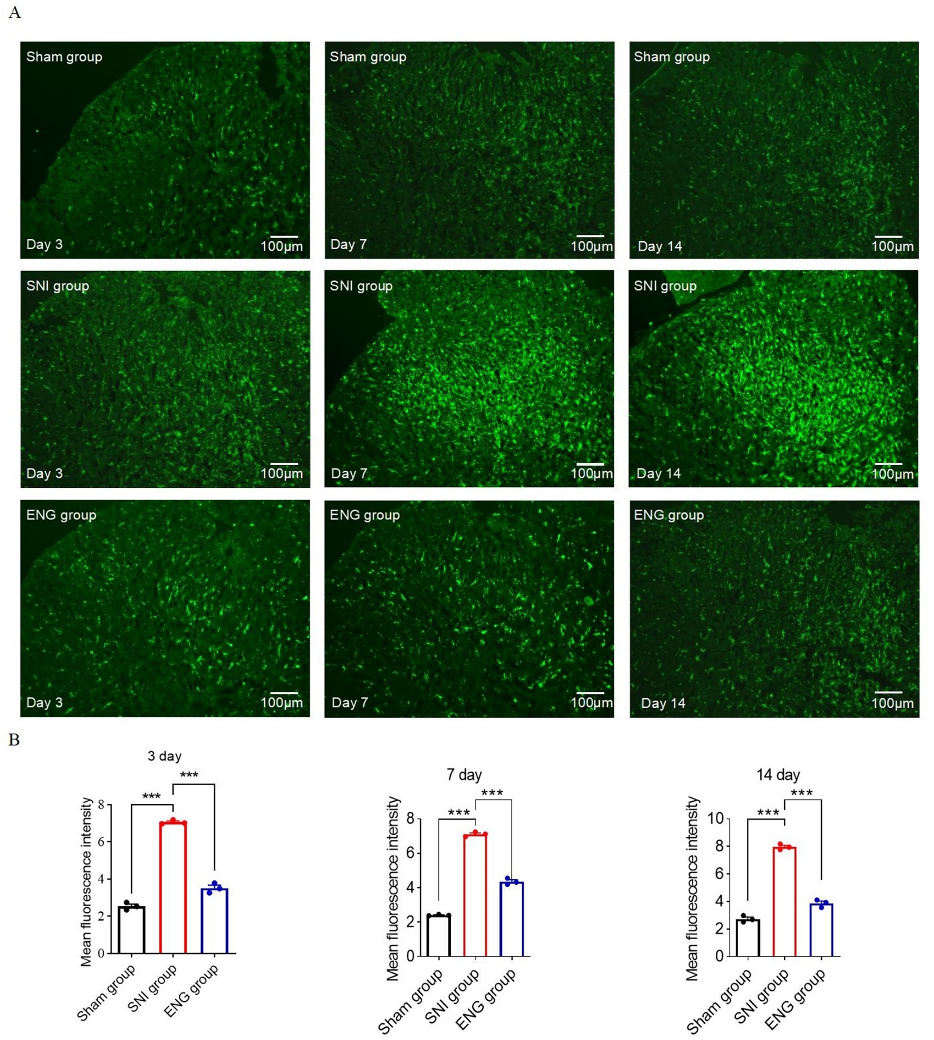 Panel A shows fluorescence microscopy images of three groups: Sham, SNI, and ENG, across three time points (3, 7, and 14 days). Each image reveals varying intensities of green fluorescence *labeling IBA-1*. Panel B features bar graphs indicating mean fluorescence intensity across the same groups and time points, with SNI and ENG generally higher than Sham though ENG consistently demonstrates reduced intensity relative to SNI. Statistical significance is noted with asterisks. Scale bars are 100 micrometers.