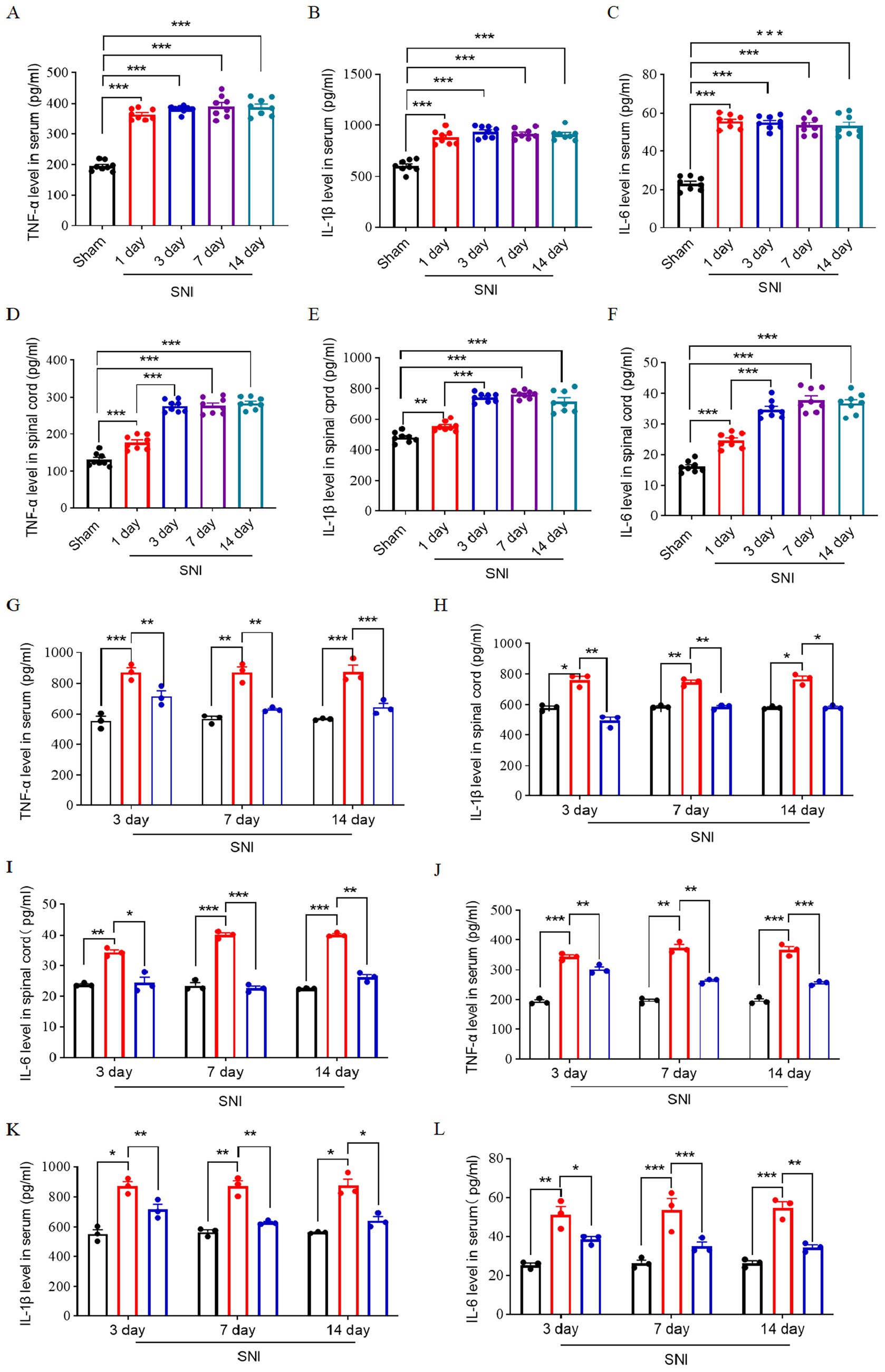 Graphs display inflammatory cytokine levels (TNF-α, IL-1β, IL-6) in serum and spinal cord of SD rats over multiple days after spared nerve injury (SNI). Each graph (A-L) compares sham,SNI and ENG groups at various time points, highlighting significant differences with asterisks. Data points indicate measurements with trend lines connecting them.