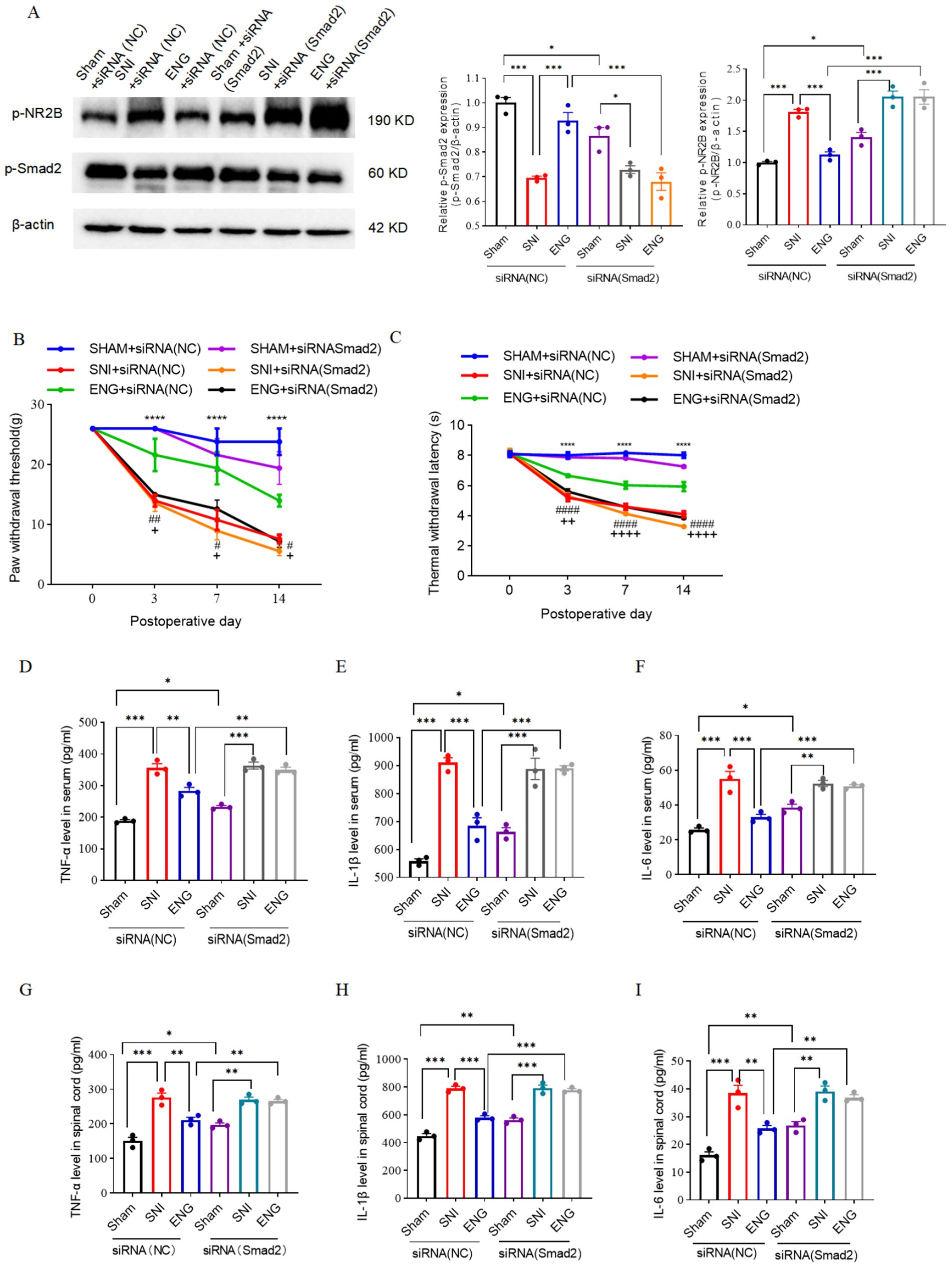 Protein expression and physiological response data in various experimental groups. Panel A: Western blots showing p-NR2B, p-Smad2, and β-actin expressions across different treatments, with corresponding bar graphs indicating relative expression levels. Panels B and C: Line graphs depicting paw withdrawal threshold and thermal withdrawal latency over 14 days post-operation among different groups. Panels D to I: Bar graphs illustrating serum and spinal cord levels of TNF-α, IL-1β, and IL-6 in various treatment groups, showing statistical significance with asterisks.