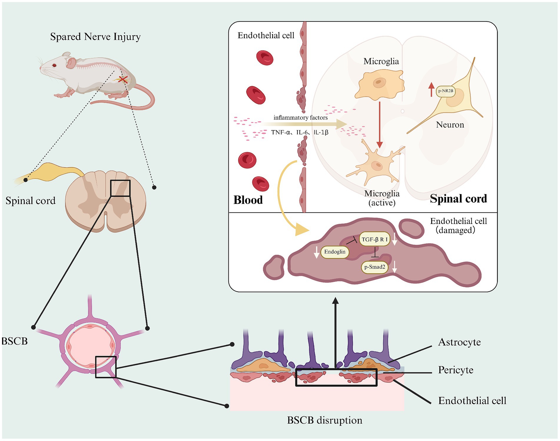 Diagram showing the impact of spared nerve injury in a mouse, illustrating changes in the spinal cord blood-spinal cord barrier (BSCB). The top section shows a mouse with a spinal cord injury and highlights the activation of microglia and neurons by inflammatory factors like TNF-α, IL-6, and IL-1β. The bottom section depicts a damaged endothelial cell with disrupted BSCB, showing astrocytes, pericytes, and endothelial cells, with pathways involving TGF-β R1, Endoglin, and p-Smad2.