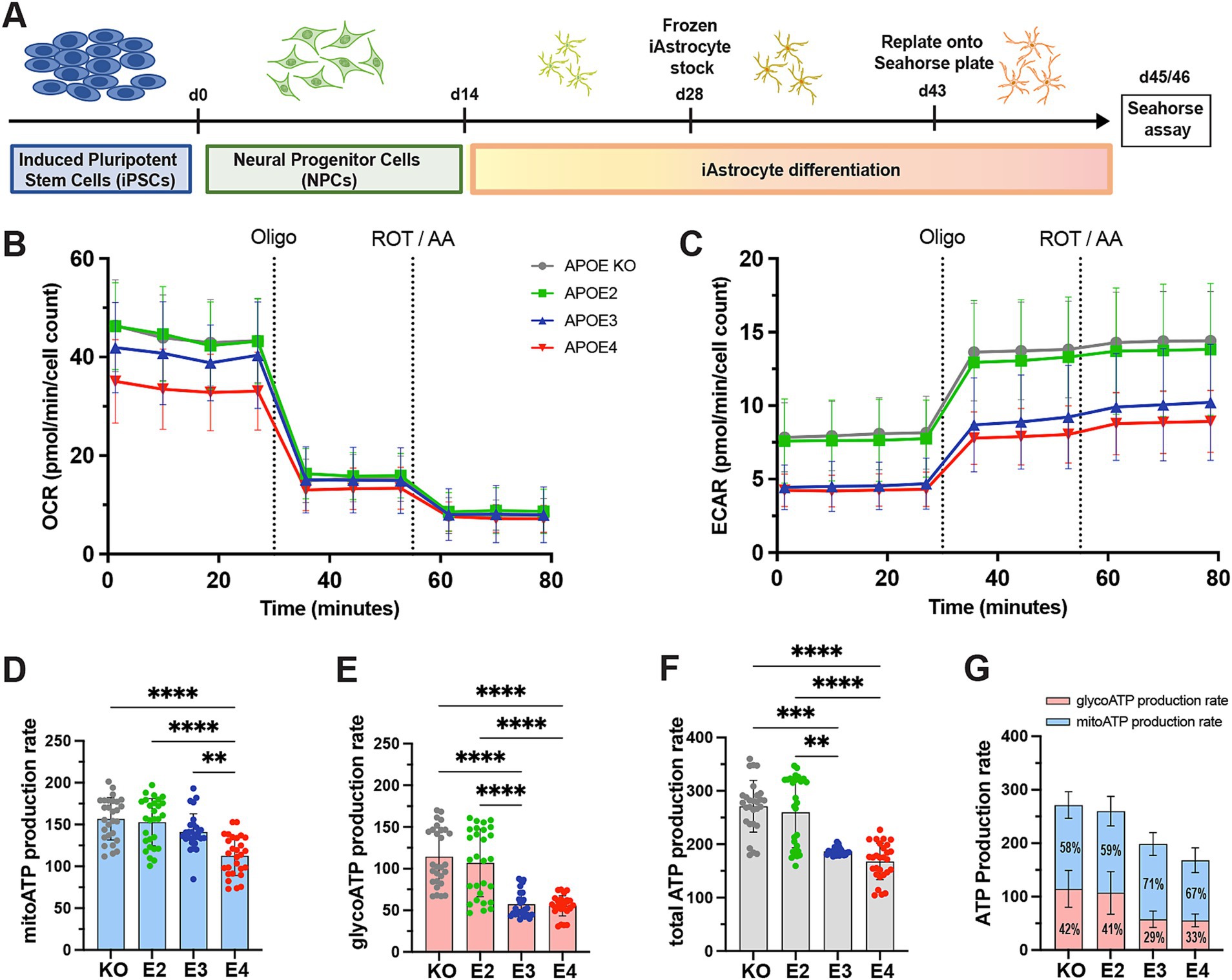 Diagram depicting a study of APOE genotypes and their effect on iAstrocyte differentiation from induced pluripotent stem cells. Graphs show oxygen consumption rate (OCR) and extracellular acidification rate (ECAR) over time, comparing APOE KO, APOE2, APOE3, and APOE4. Bar charts indicate production rates of mitochondrial ATP, glycolytic ATP, and total ATP, with statistical significance denoted by asterisks. Percentages of ATP production from glycolytic and mitochondrial sources are also displayed.