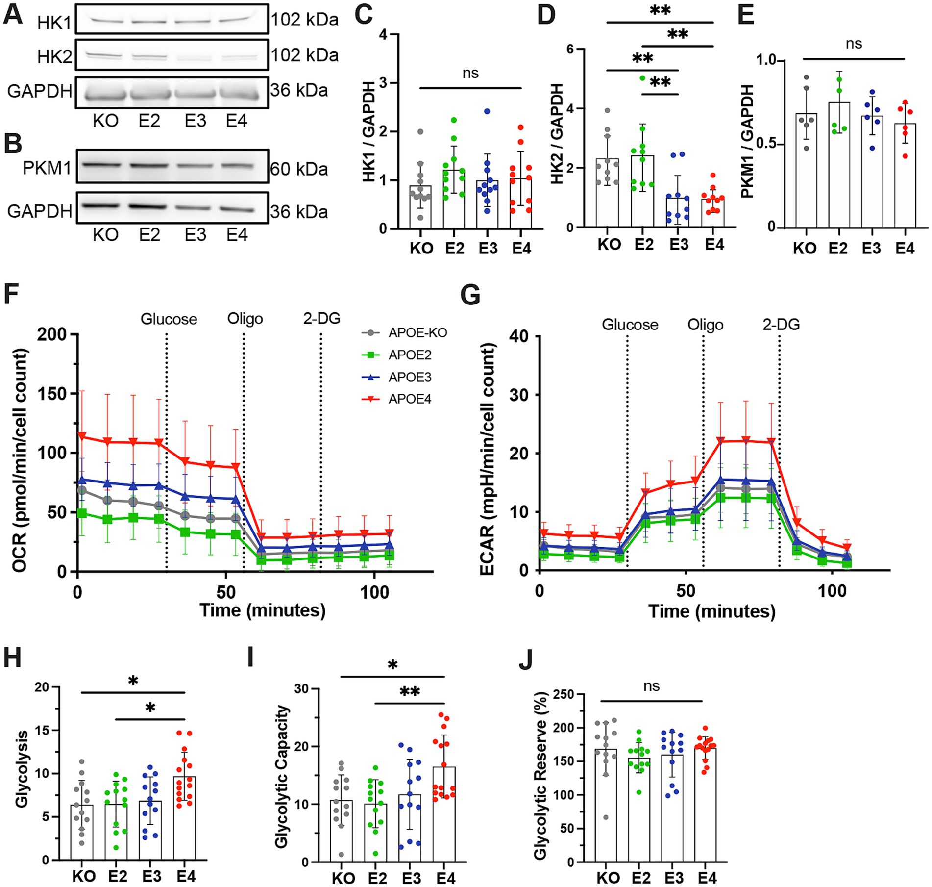 Western blot and graphs displaying metabolic enzyme expression and activity in different APOE genotypes. Panels A and B show protein bands for HK1, HK2, PKM1, and GAPDH in genotypes KO, E2, E3, and E4. Panels C, D, and E present quantifications of HK1/GAPDH, HK2/GAPDH, and PKM1/GAPDH ratios, respectively, indicating statistical significance with ** for HK2. Panels F and G display OCR and ECAR measurements over time, with APOE4 showing higher values. Panels H, I, and J illustrate glycolysis, glycolytic capacity, and glycolytic reserve, indicating statistical significance in several comparisons.