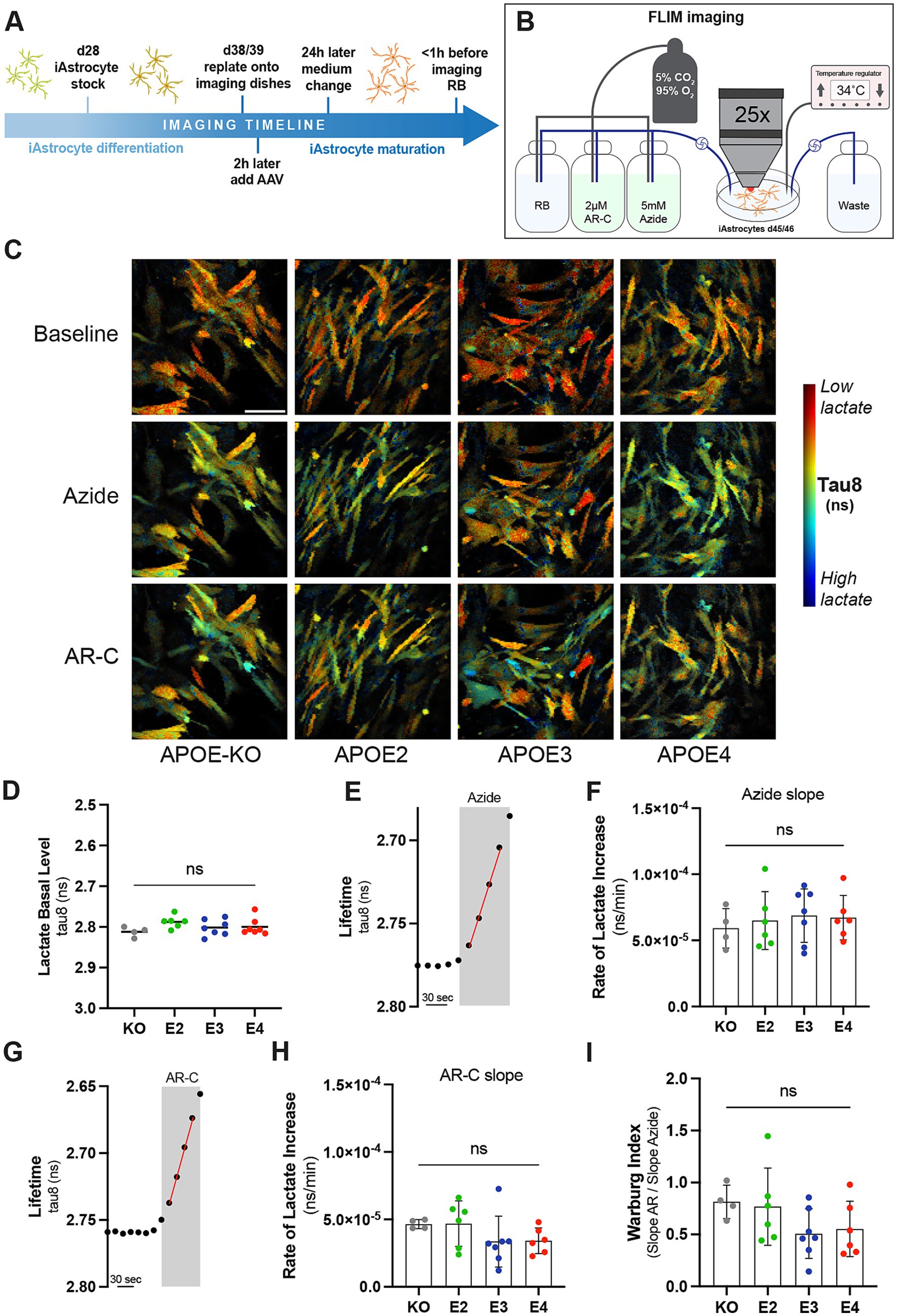 A multi-panel scientific figure showing various analyses of lactate levels in iAstrocytes under different conditions. Panel A is a timeline of the astrocyte differentiation and maturation process. Panel B is a diagram of the FLIM imaging setup. Panel C shows fluorescence microscopy images of iAstrocytes with different APOE genotypes under baseline, azide, and AR-C conditions, color-coded for lactate concentration. Panels D, F, and I provide graphs comparing lactate levels and slopes across APOE genotypes. Panels E and G present changes in lifetime tau8 under azide and AR-C treatments. Panel H compares the AR-C slope across genotypes.