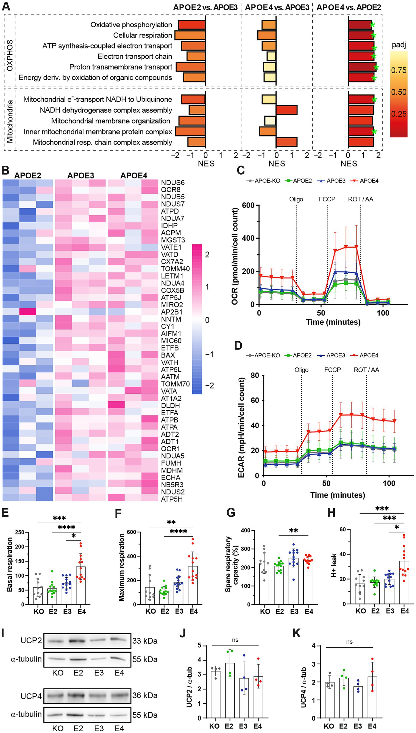 A scientific figure showing multiple panels analyzing mitochondrial functions among different APOE genotypes. Panel A presents bar charts comparing gene expression related to oxidative phosphorylation and mitochondria. Panel B shows a heatmap of gene expression data for different APOE genotypes. Panel C and D display line graphs of oxygen consumption rate (OCR) and extracellular acidification rate (ECAR) over time. Panels E to H depict bar charts comparing basal and maximum respiration, spare respiratory capacity, and proton leak. Panel I shows Western blots of UCP2 and UCP4 proteins with α-tubulin as a control. Panels J and K present corresponding quantifications of the Western blots.