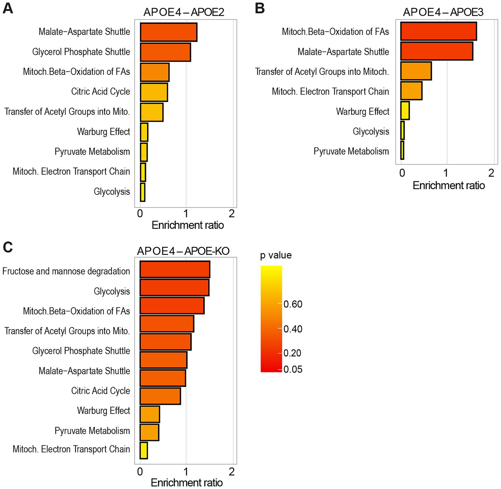 Bar charts labeled A, B, and C compare enrichment ratios of metabolic pathways for APOE4 versus APOE2, APOE3, and APOE-KO genotypes. Pathways include glycolysis and citric acid cycle. Colors indicate p-values, ranging from yellow to red.
