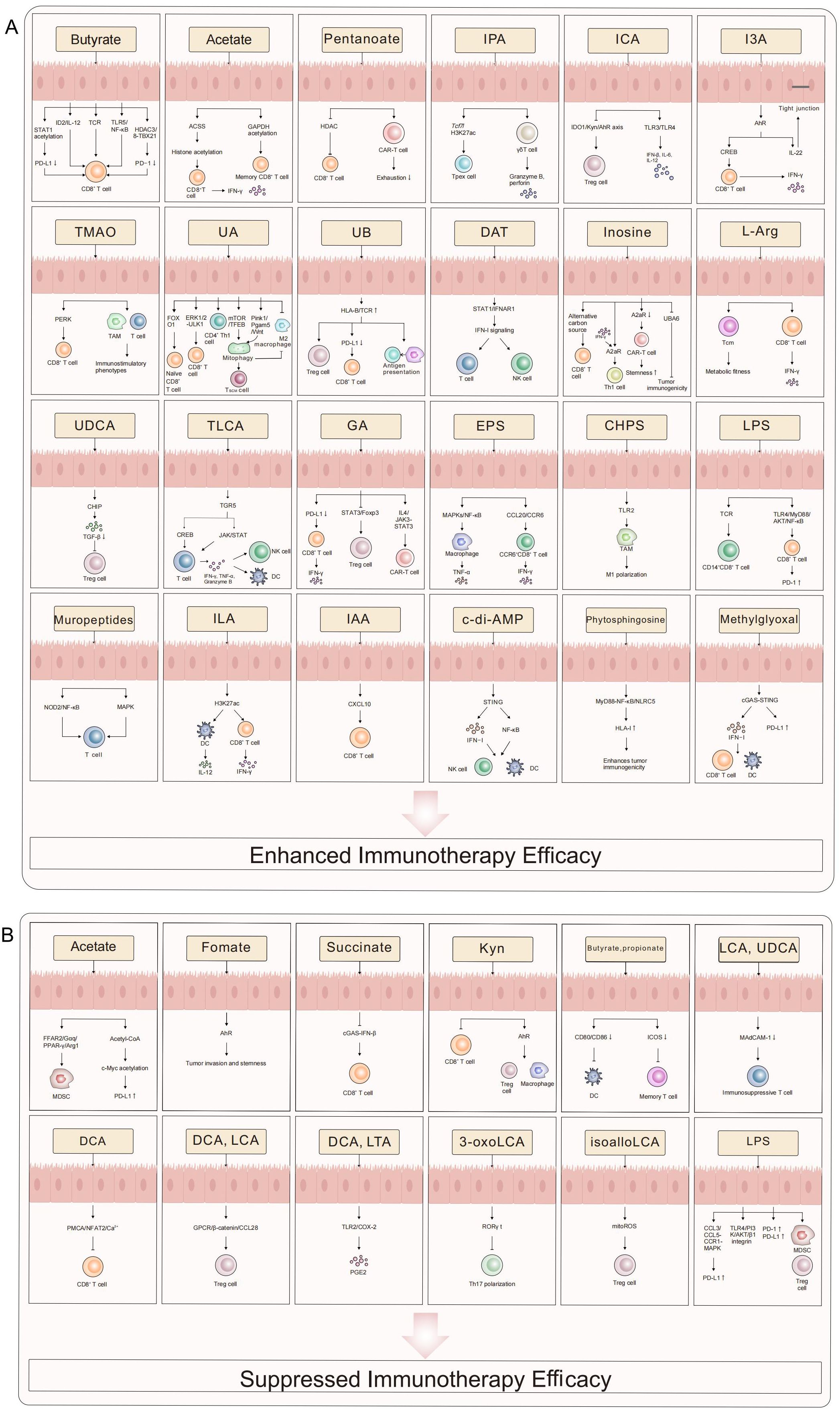 A schematic diagram illustrates the impact of various metabolites on immunotherapy efficacy. Panel A shows metabolites like butyrate, acetate, and IPA, which enhance immunotherapy efficacy by modulating immune cells such as CD8+ T cells and regulatory T cells. Panel B displays metabolites like acetate, fomate, and succinate, which suppress immunotherapy efficacy, affecting cells like MDSCs and Treg cells. Each section details the molecular mechanisms and involved pathways.