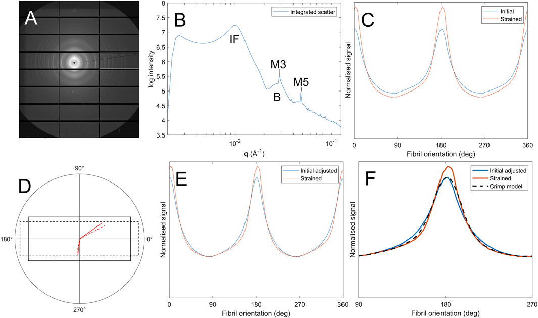 Composite image with six panels related to fiber orientation and scattering. Panel A shows a diffraction pattern. Panel B presents a log intensity graph with peaks labeled IF, M3, M5, and B. Panel C displays a graph of normalized signal versus fibril orientation, comparing initial and strained conditions. Panel D has a circular diagram with a line illustrating orientation. Panel E shows a graph similar to C, labeled