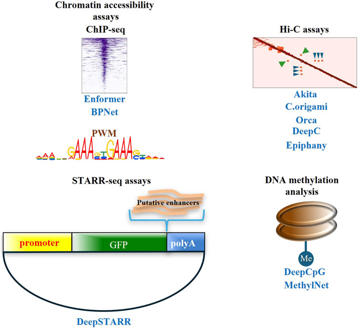 Diagram illustrating genomic analysis methods. Top left shows chromatin accessibility assays with ChIP-seq and motifs like Enformer and BPNet. Top right displays Hi-C assays with tools like Akita and DeepC. Bottom left features STARR-seq assays emphasizing putative enhancers and DeepSTARR. Bottom right depicts DNA methylation analysis with DeepCpG and MethylNet.